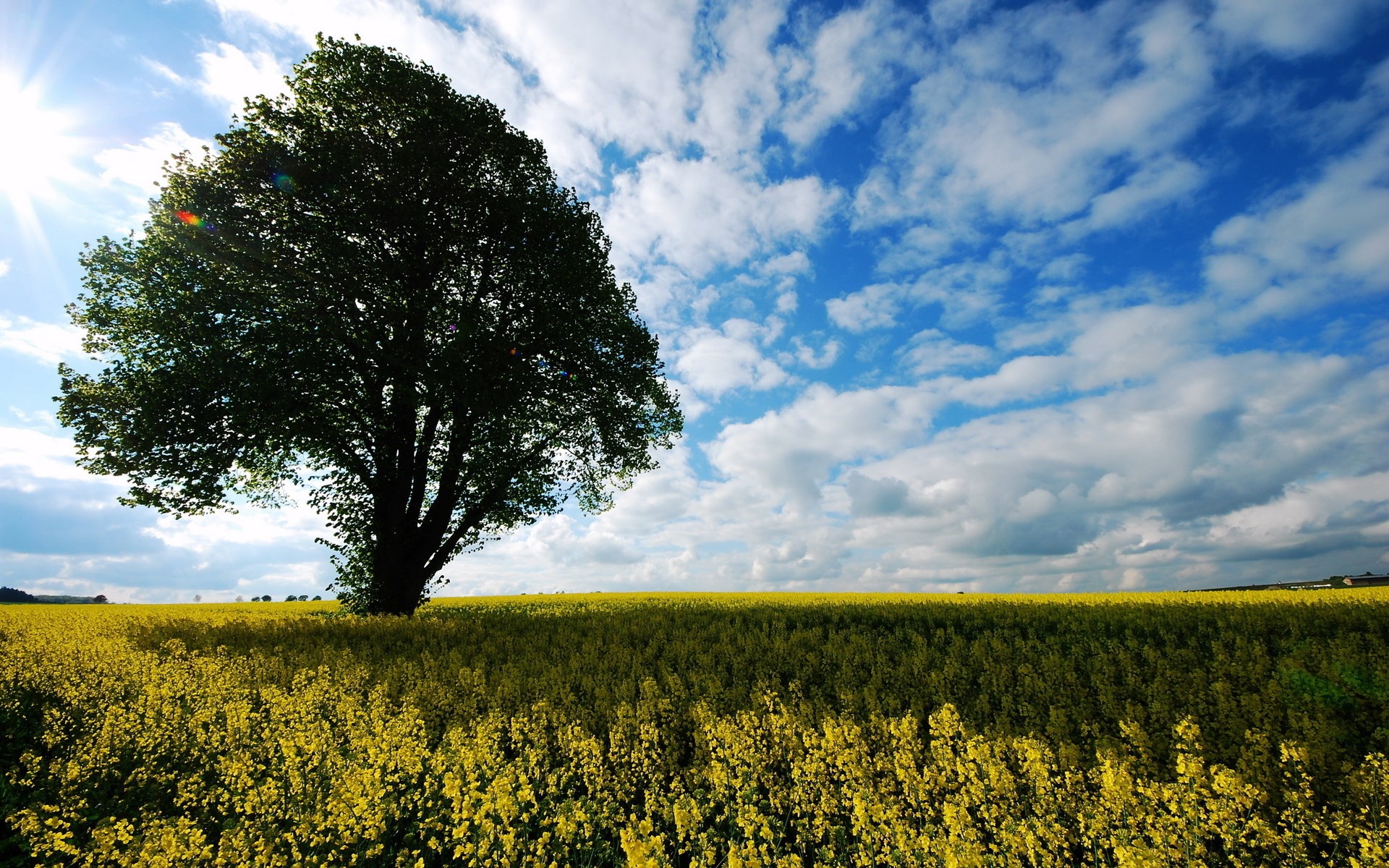 Lone tree in a yellow field under a blue sky HD Wallpaper