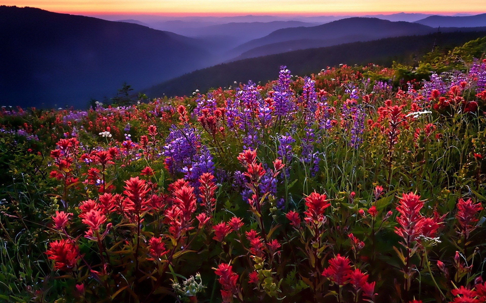 Mountain meadow with wildflowers at sunset HD Wallpaper
