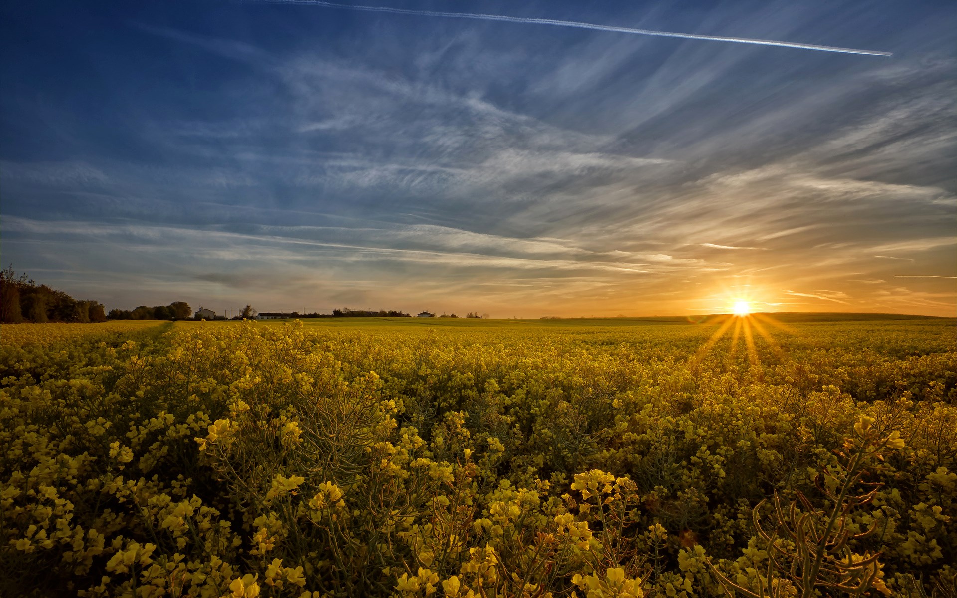 Sunset over a field of yellow flowers HD Wallpaper