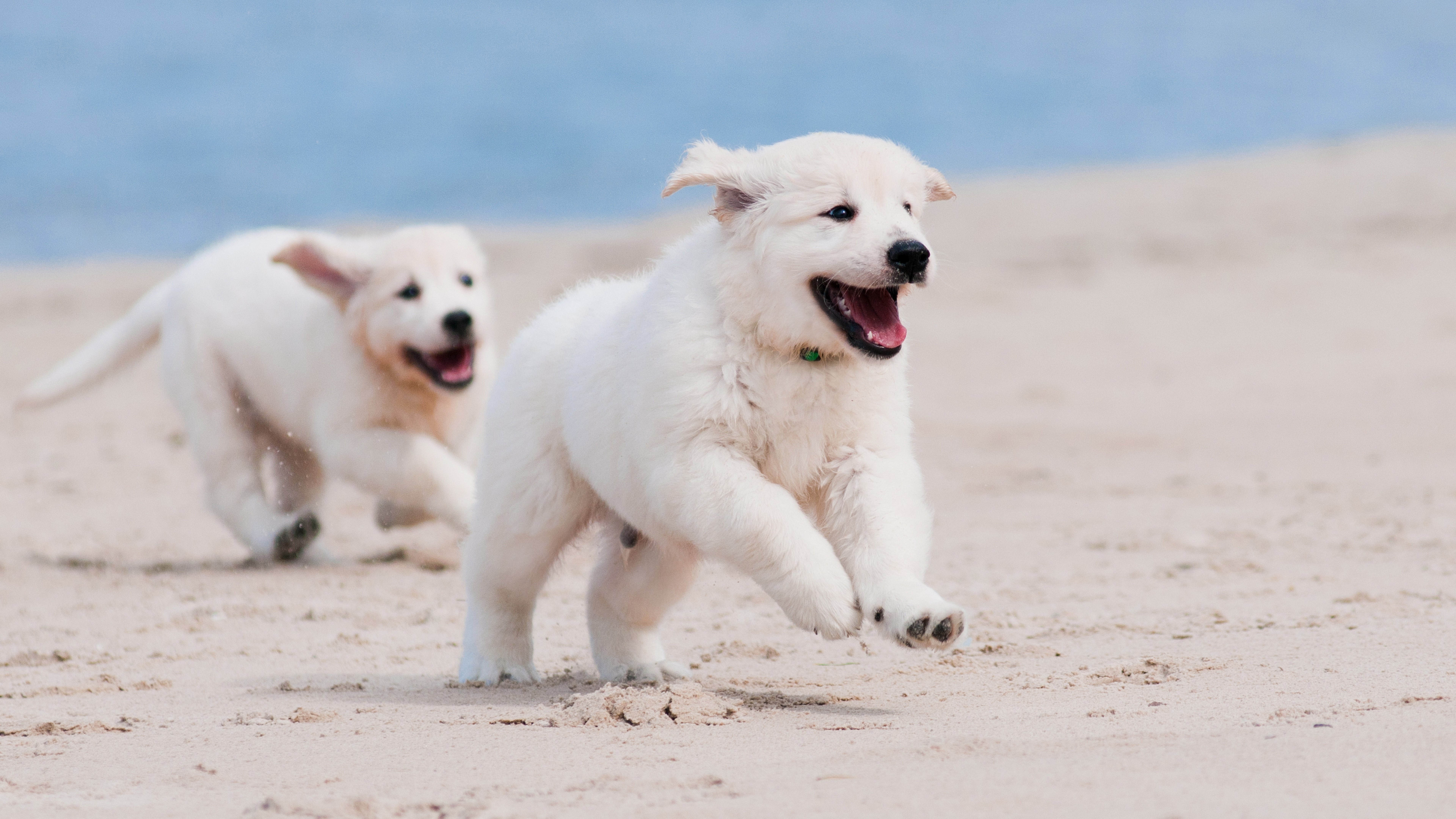 Two white puppies running on a sandy beach HD Wallpaper
