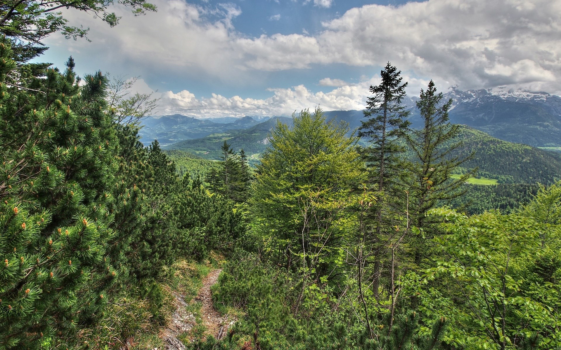 Mountain landscape with pine trees and clouds HD Wallpaper