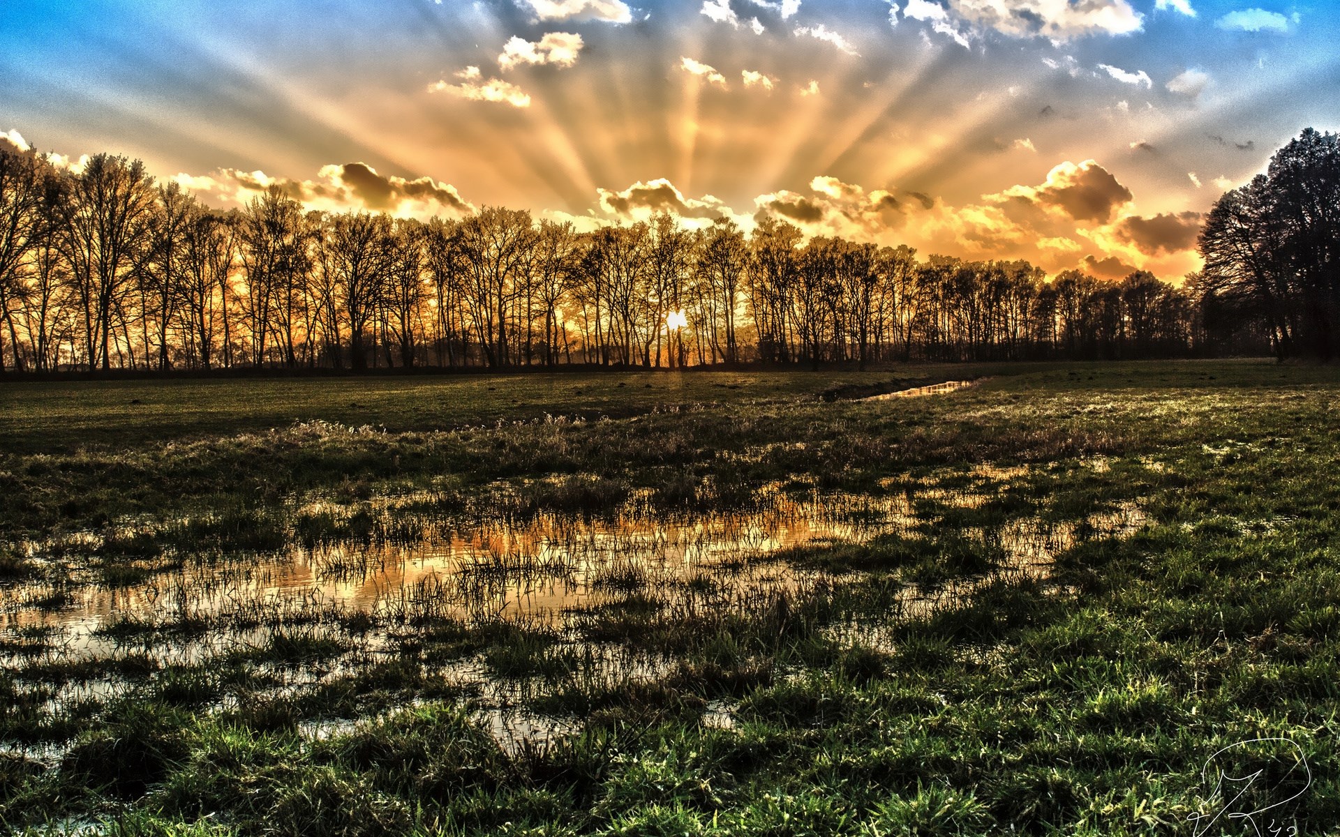 Sunbeams through trees over a field with puddles HD Wallpaper