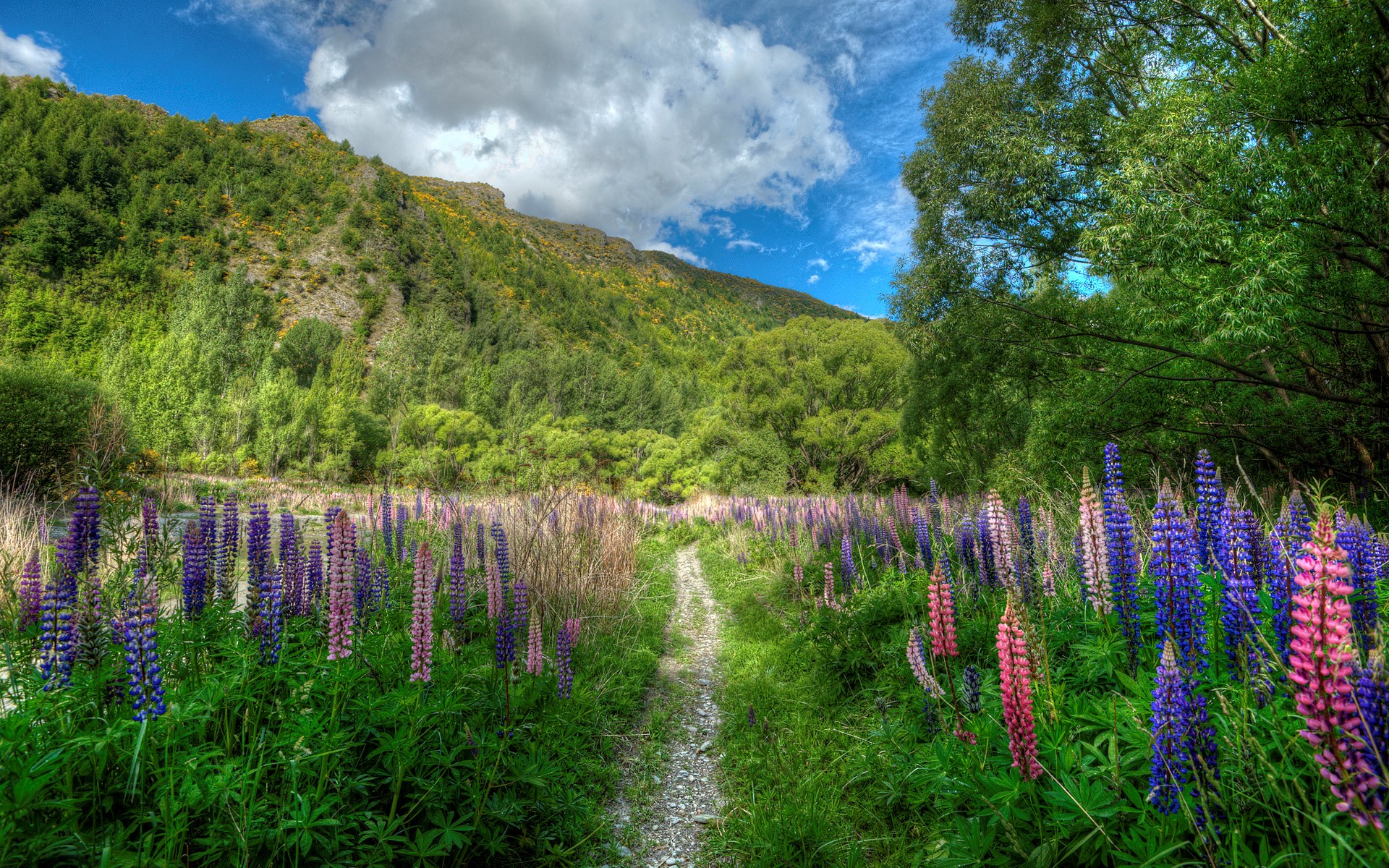 Path through a field of lupines with mountains HD Wallpaper