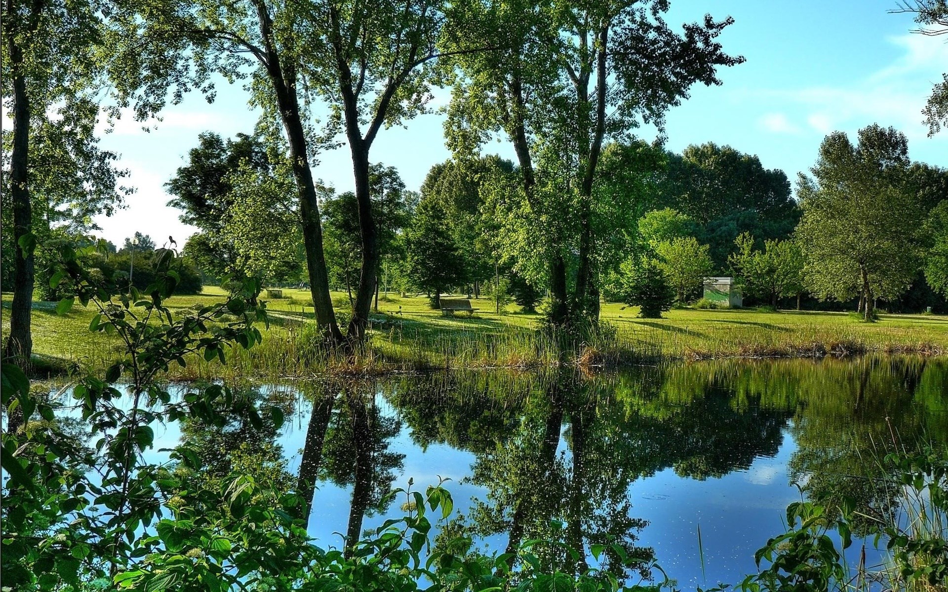 Park with pond and trees HD Wallpaper