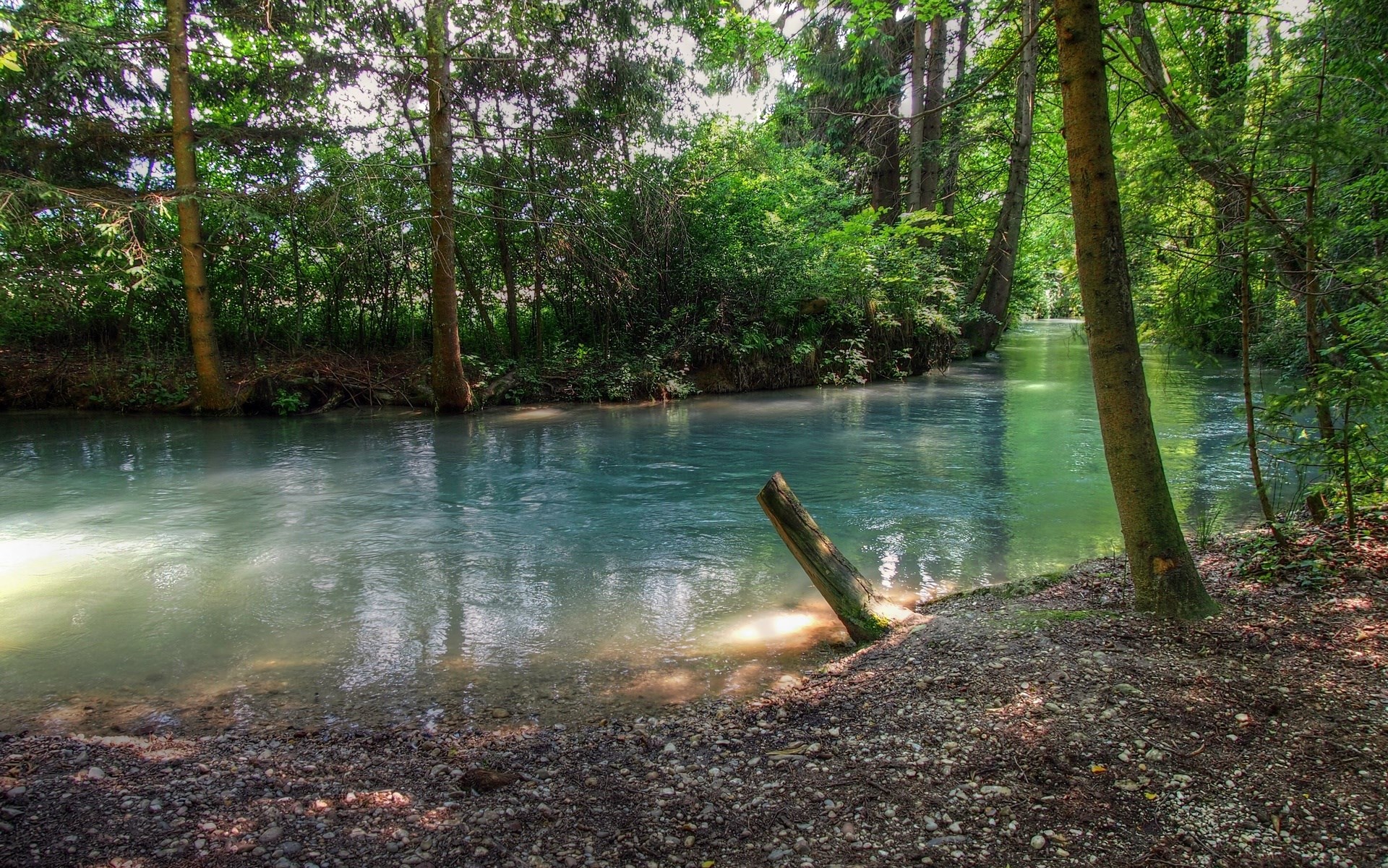 A forest stream with trees and a log HD Wallpaper