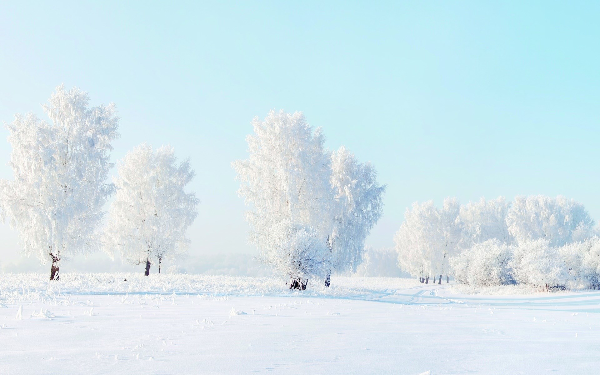 Snow-covered trees in a winter landscape HD Wallpaper