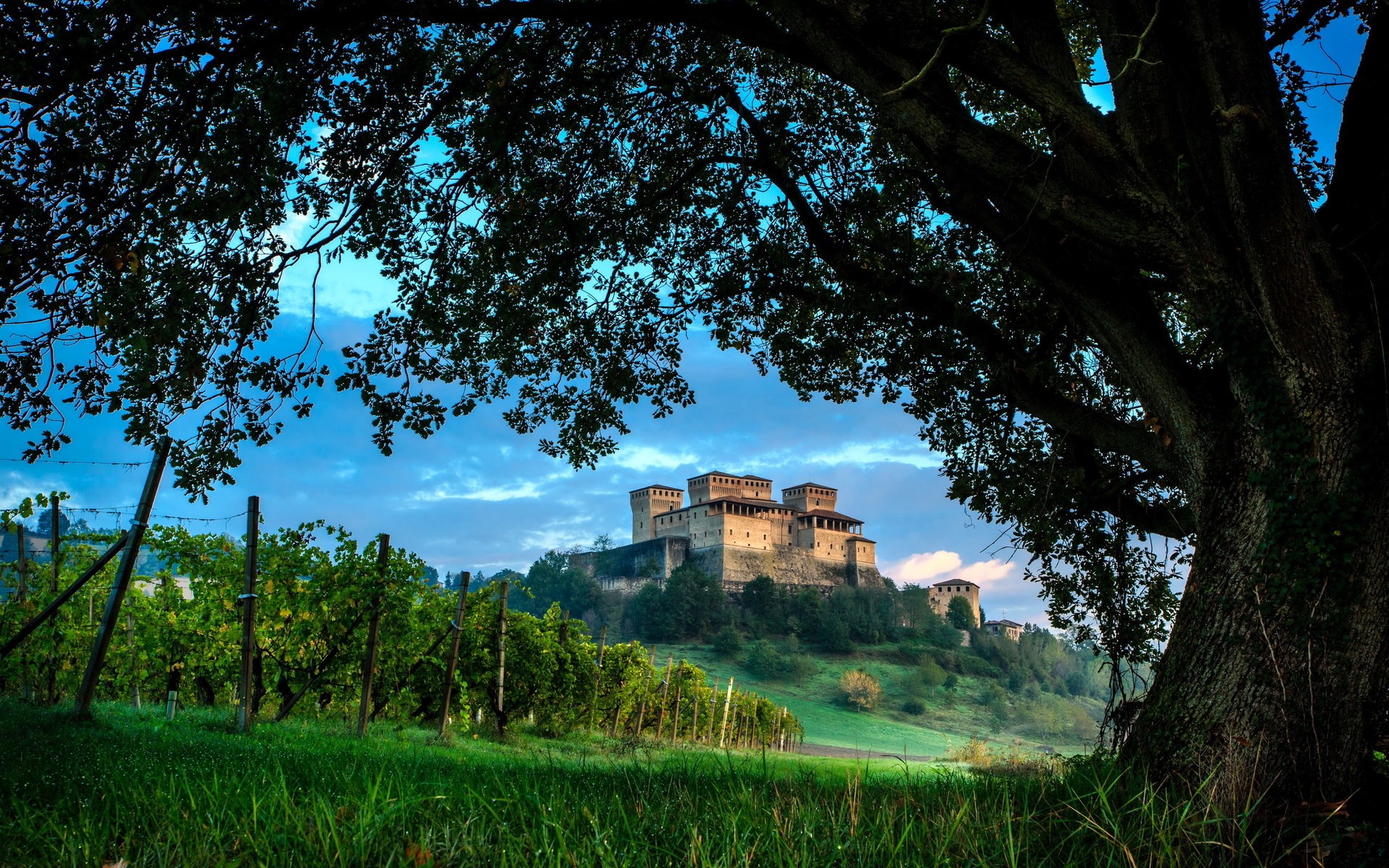 Castle on a hill with vineyard in foreground HD Wallpaper