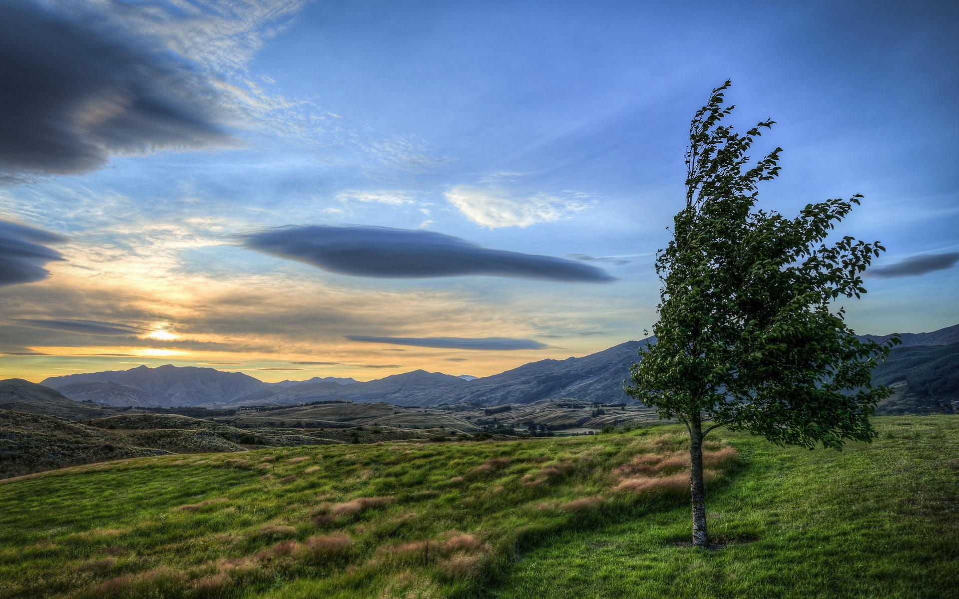 Lone tree on a grassy hill at sunset HD Wallpaper