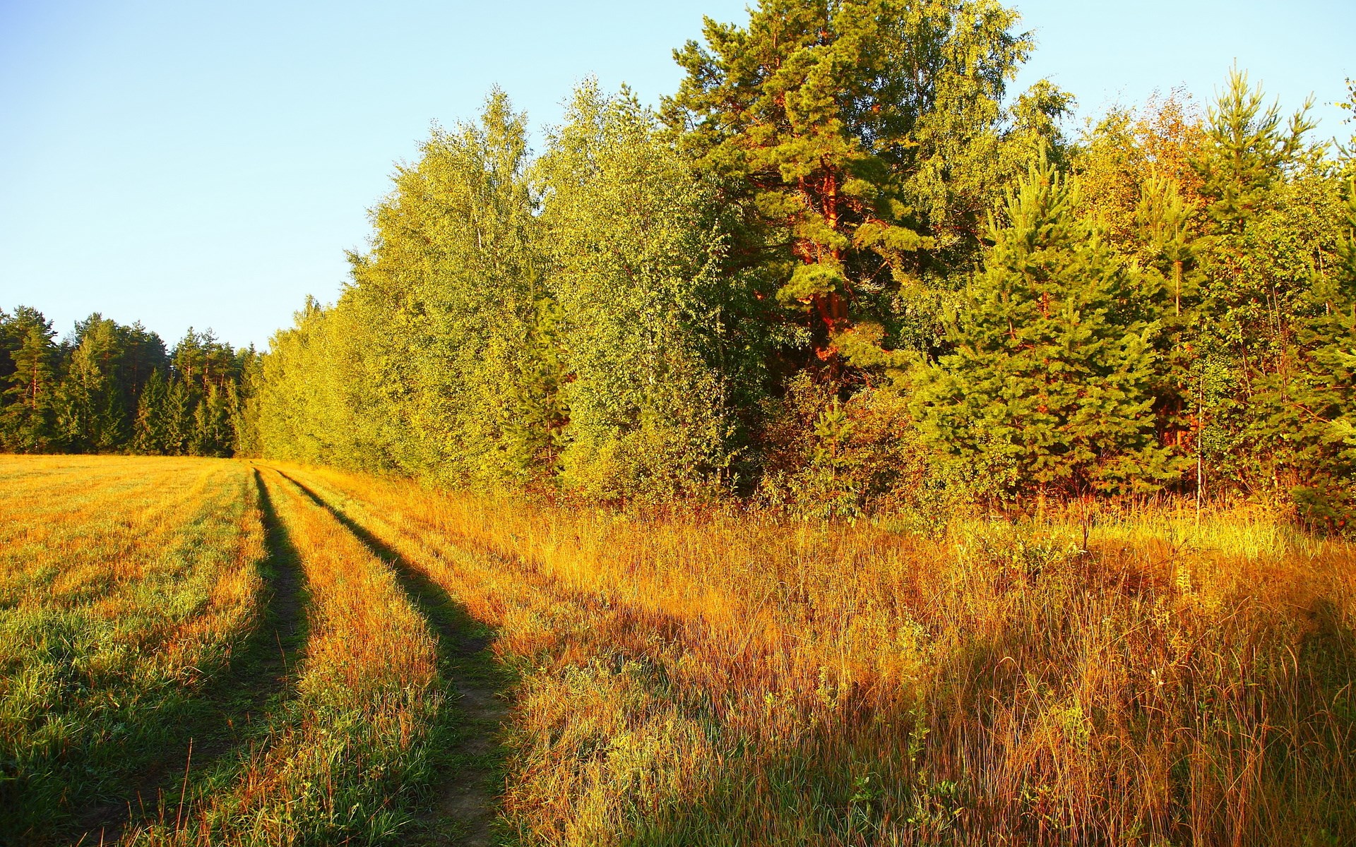 Dirt road through a sunlit field next to a forest HD Wallpaper