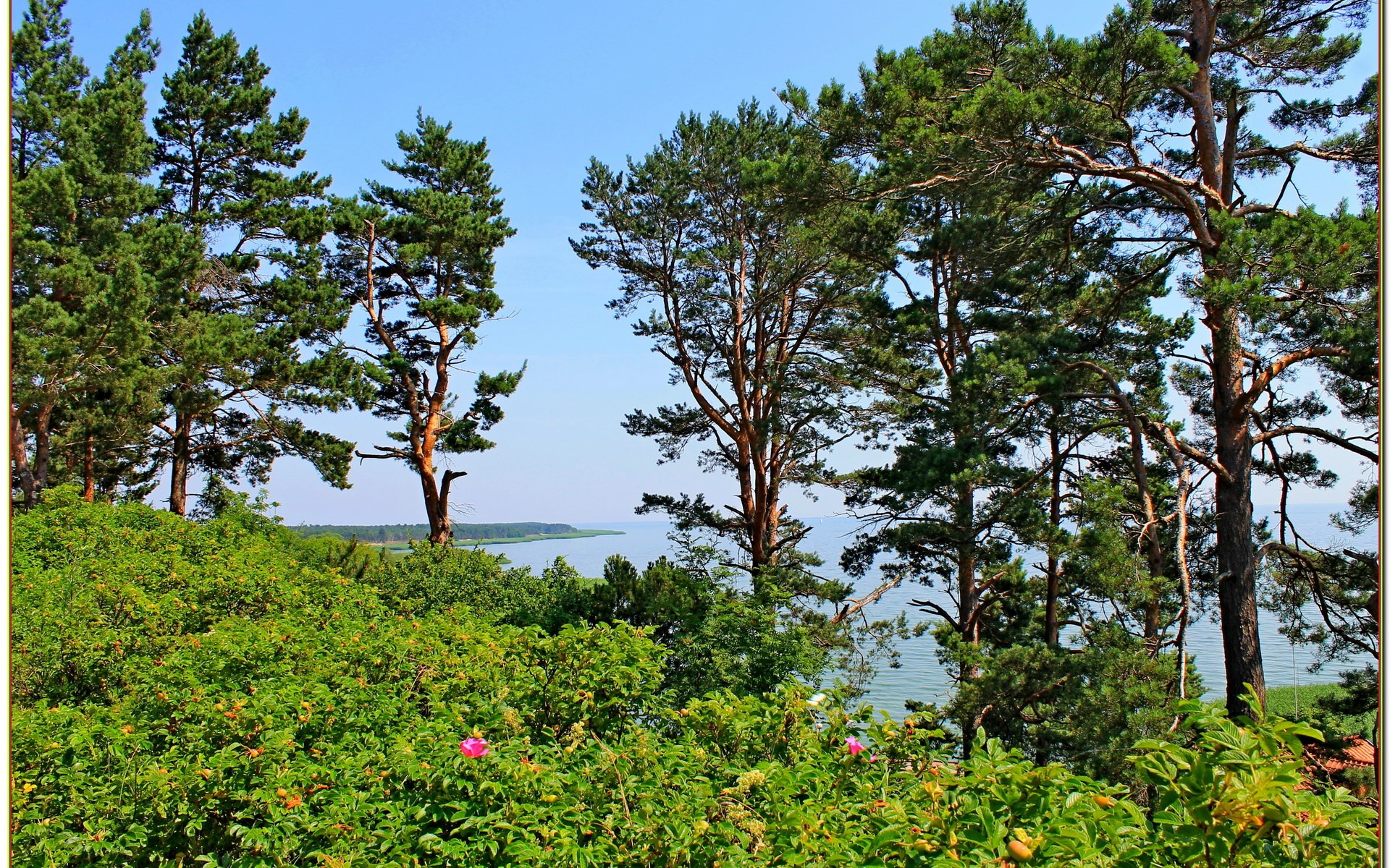 Pine trees and rose bushes overlooking a lake HD Wallpaper