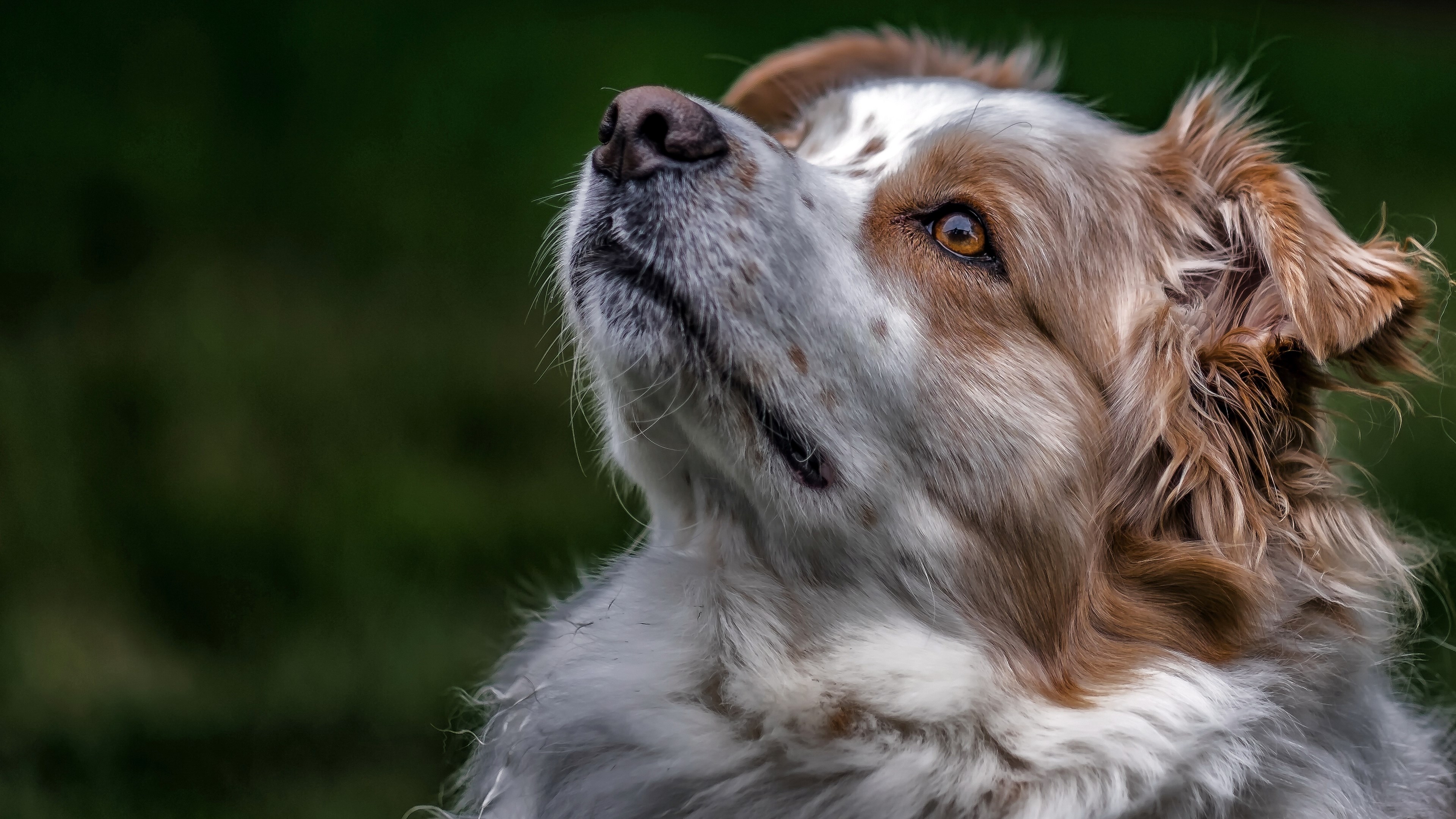 Close-up of a dog looking up HD Wallpaper