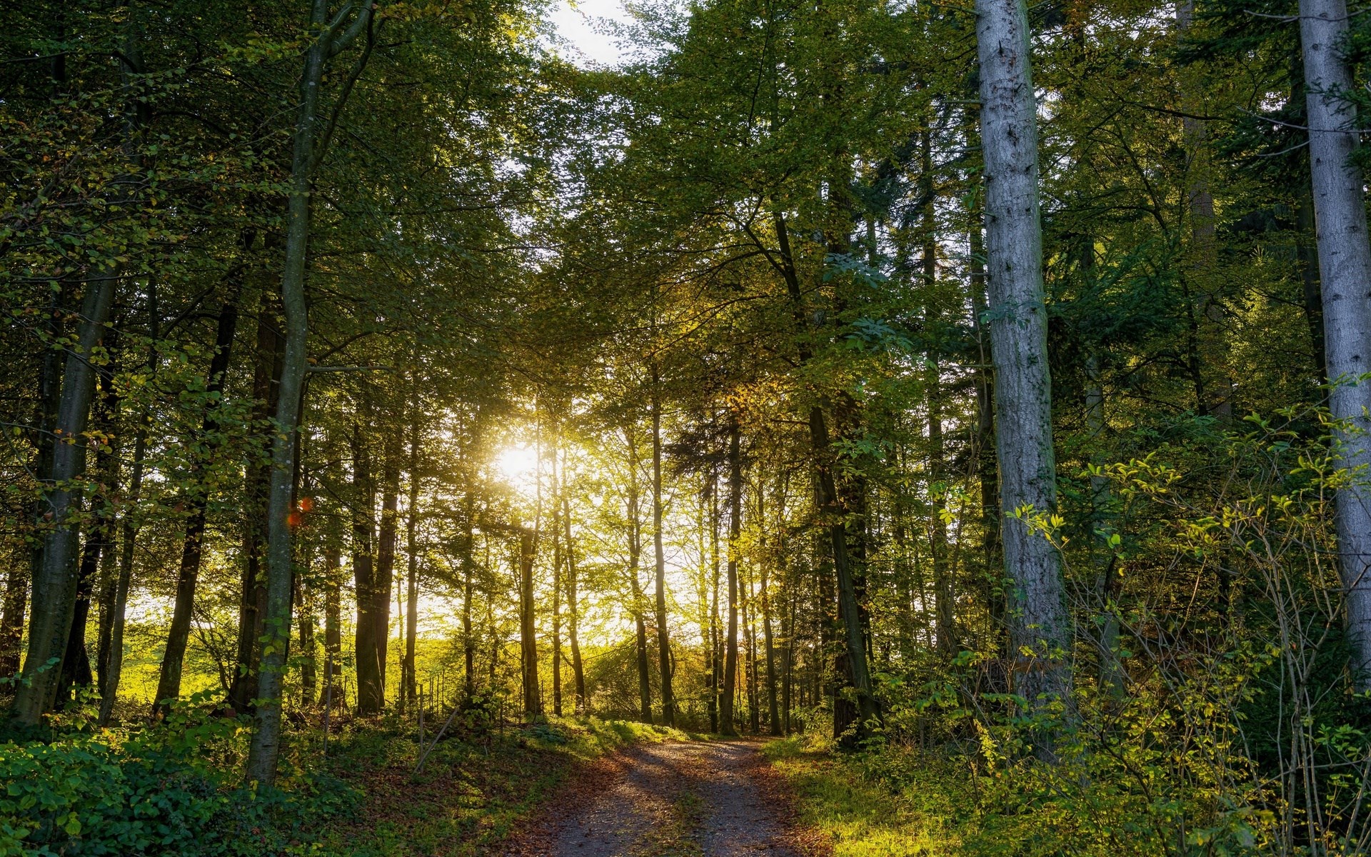 Sunlight filtering through trees onto a forest path HD Wallpaper