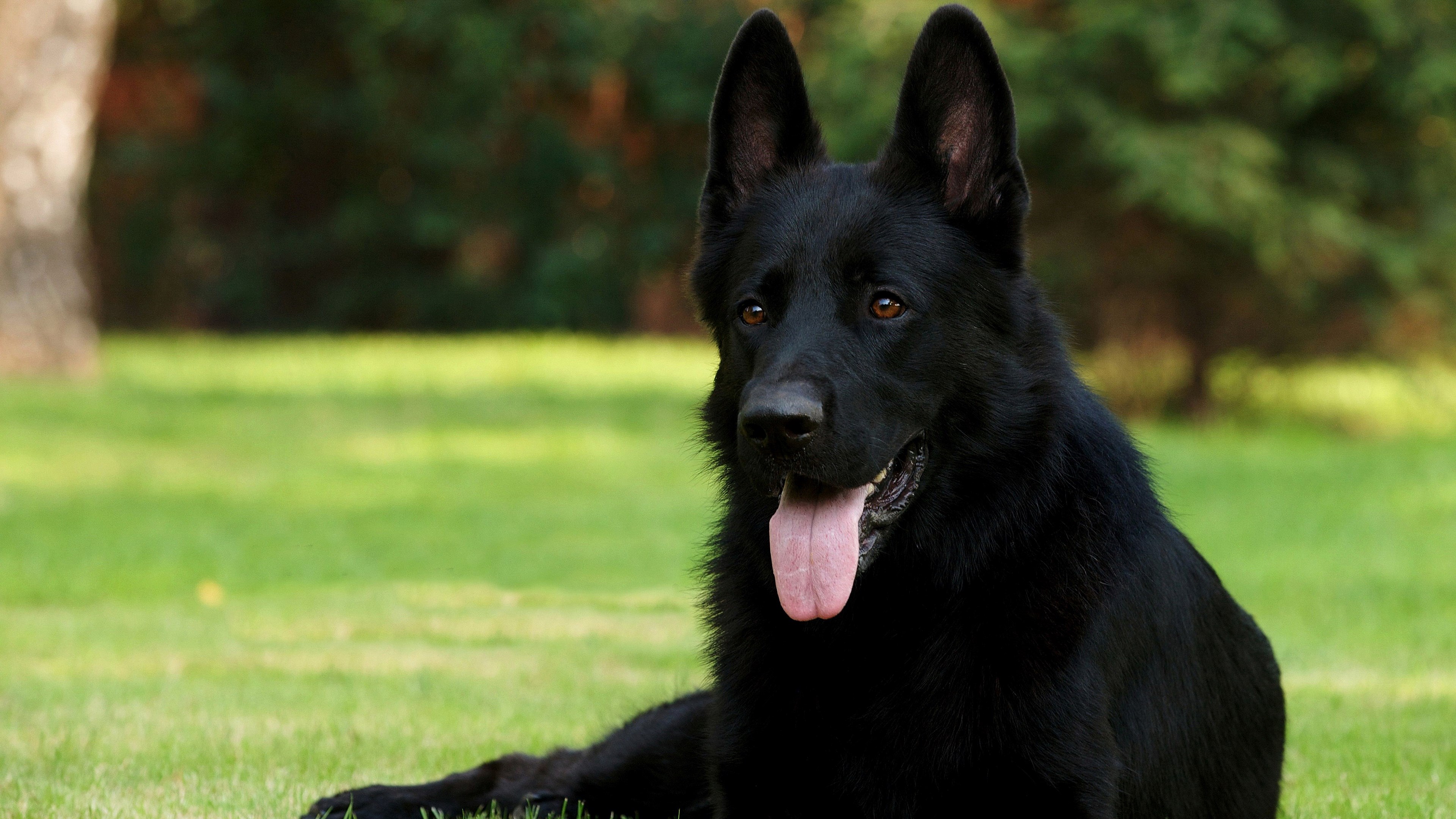 Black German Shepherd lying on grass HD Wallpaper