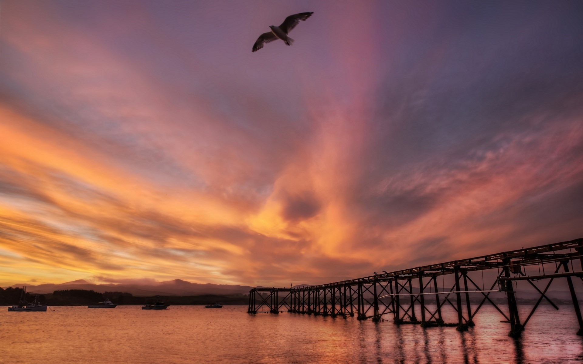 Seagull flying over a pier at sunset HD Wallpaper