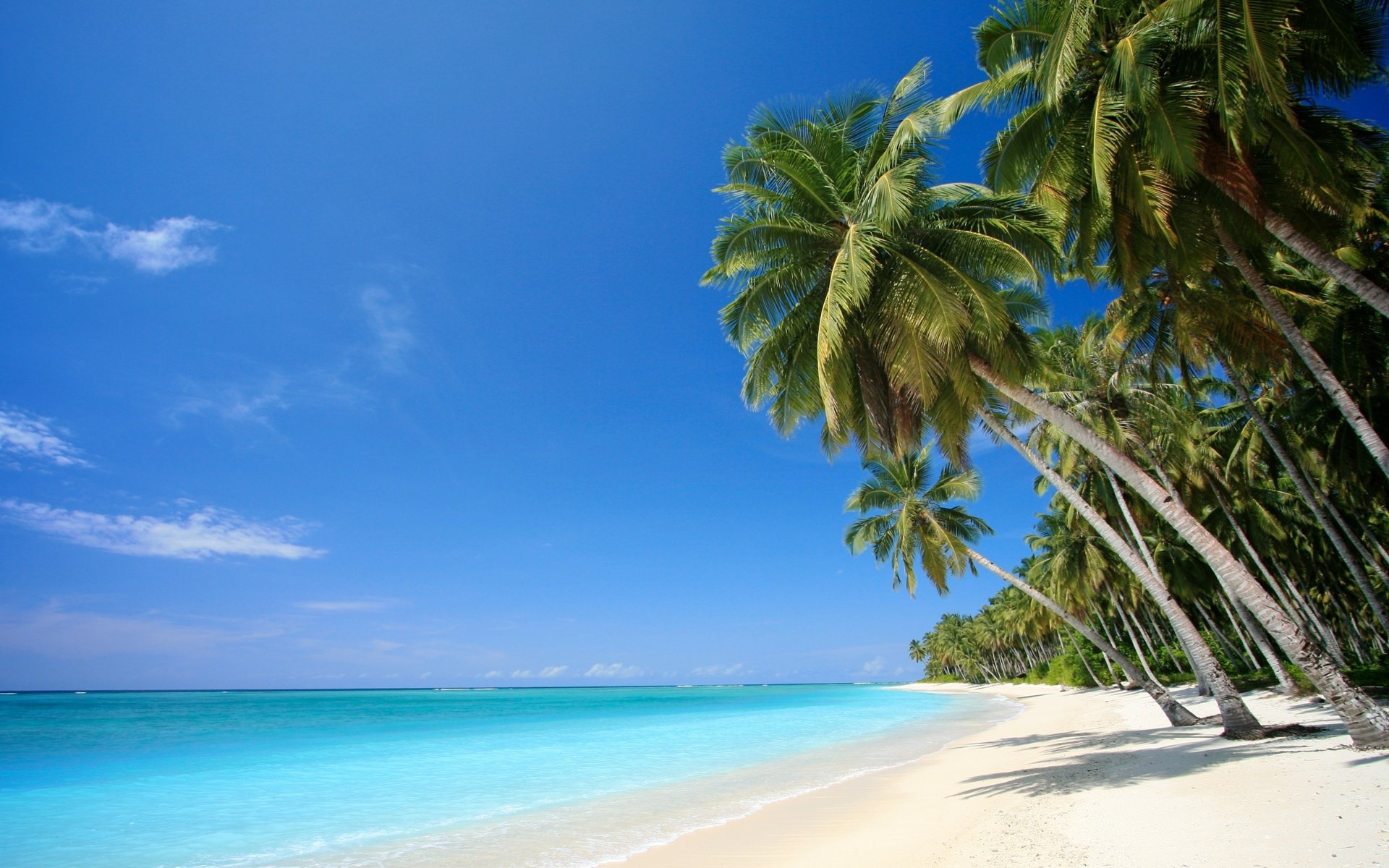 Tropical beach with palm trees and turquoise water HD Wallpaper