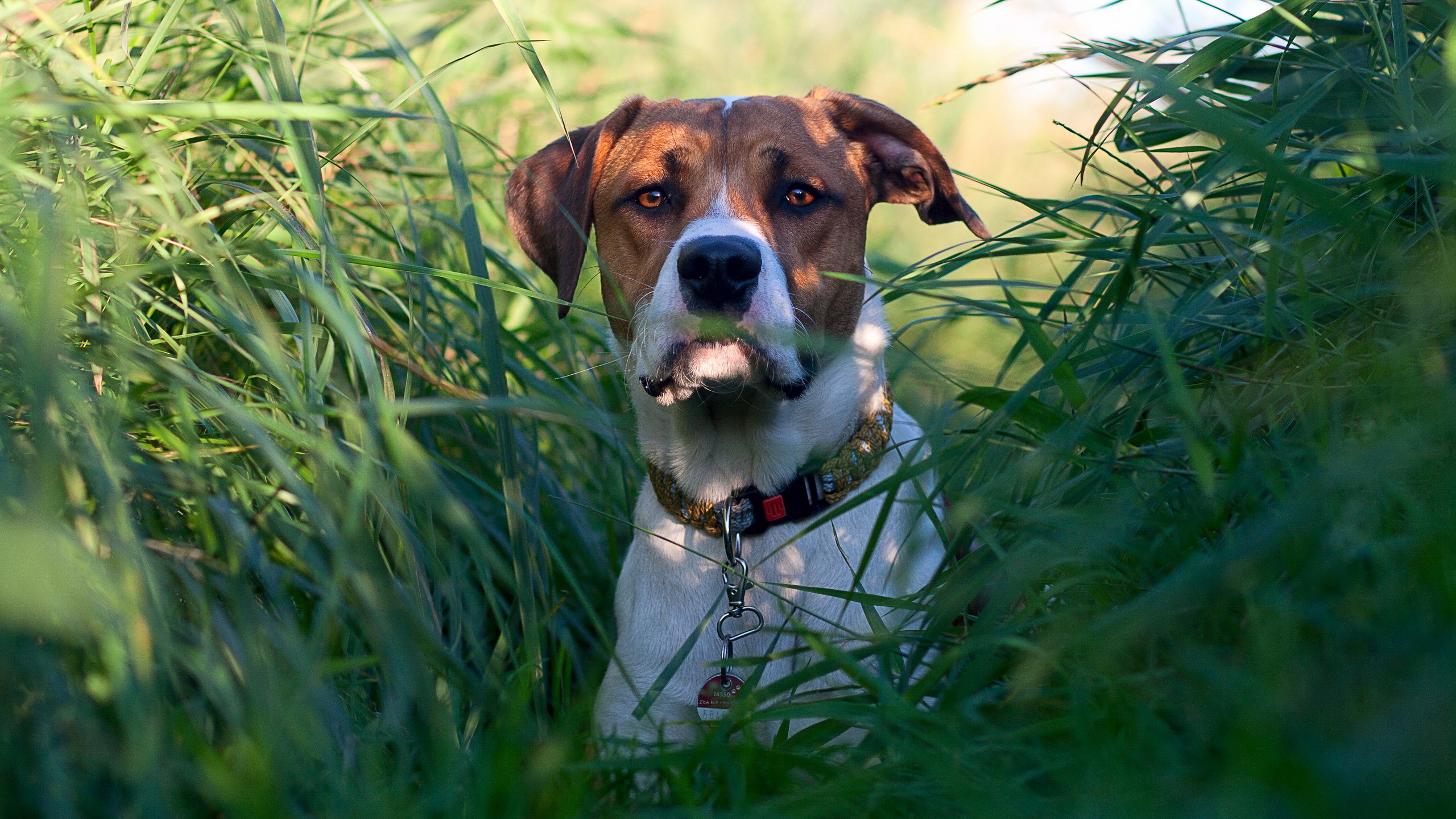 Dog in tall green grass HD Wallpaper