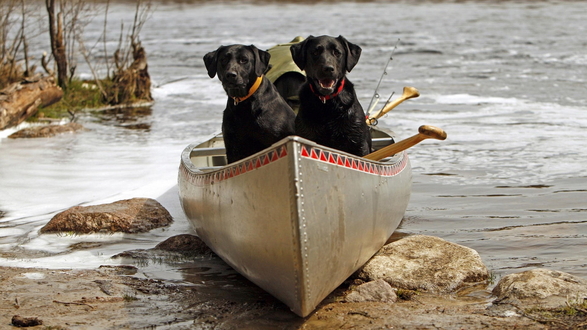 Two black labradors in a canoe with fishing rods HD Wallpaper