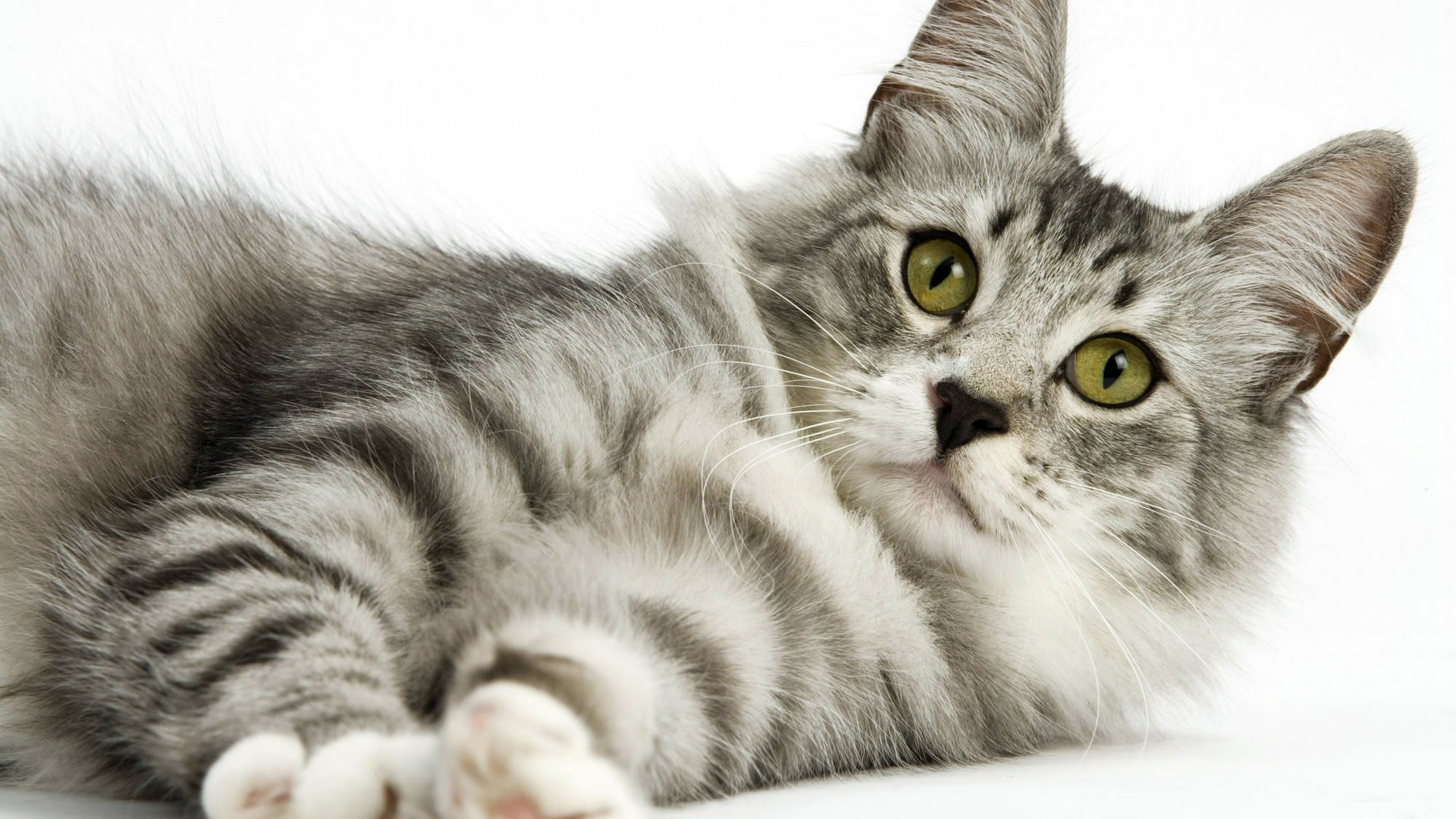 A silver tabby cat with green eyes HD Wallpaper