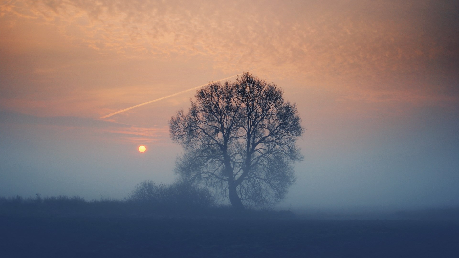 Bare tree in foggy sunrise with contrail HD Wallpaper