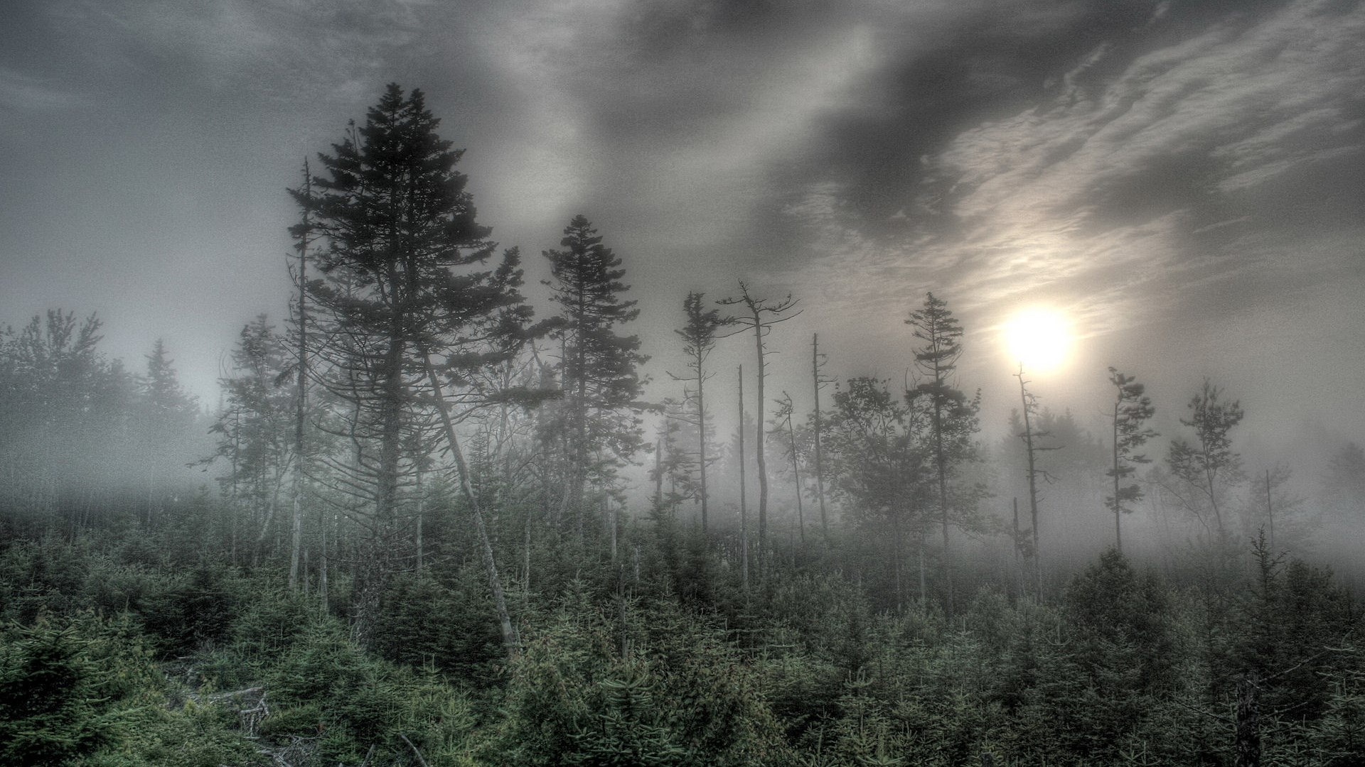 Misty forest with sun peeking through clouds HD Wallpaper