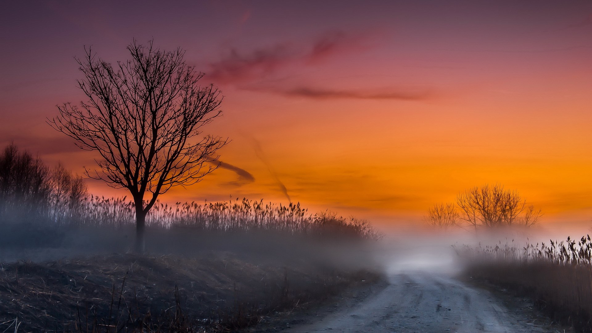 Bare tree on a foggy road at sunset HD Wallpaper