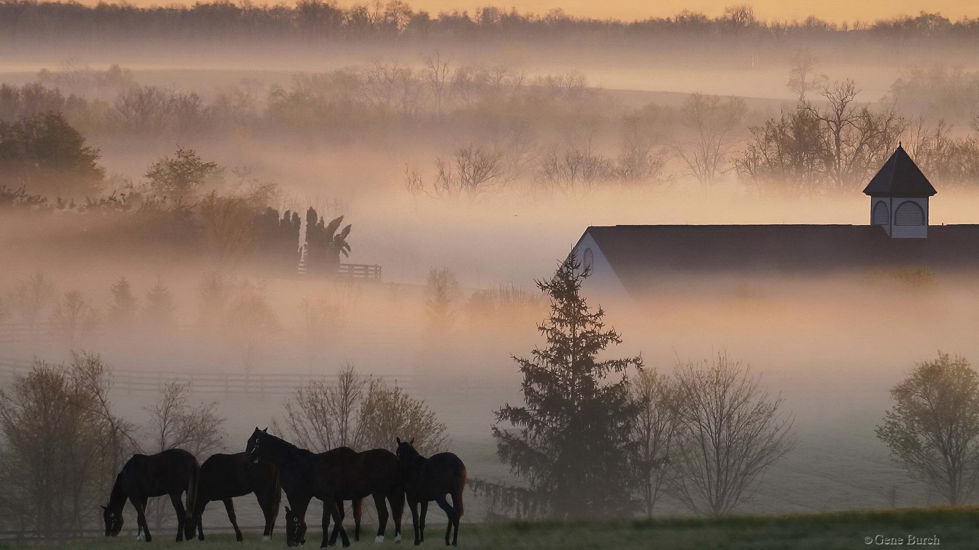 Horses grazing in a foggy field near a barn HD Wallpaper