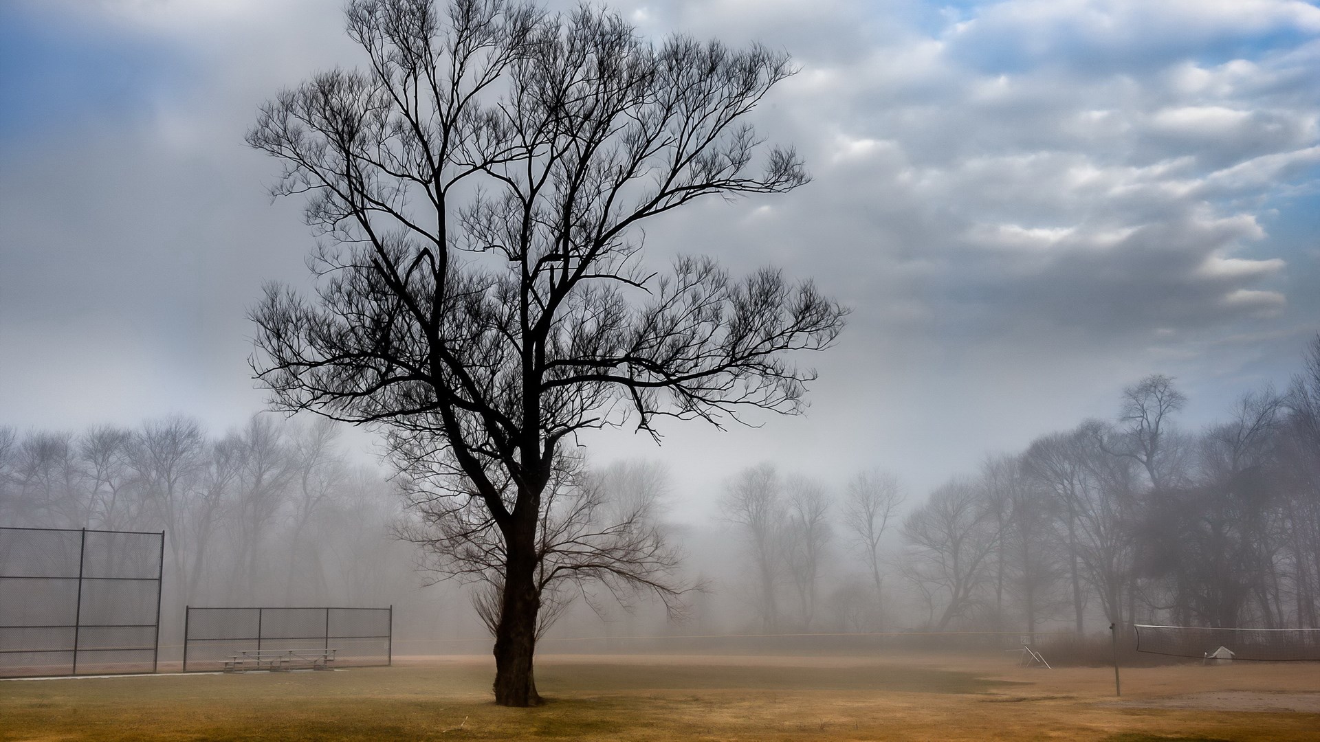 Bare tree in foggy field with fences HD Wallpaper
