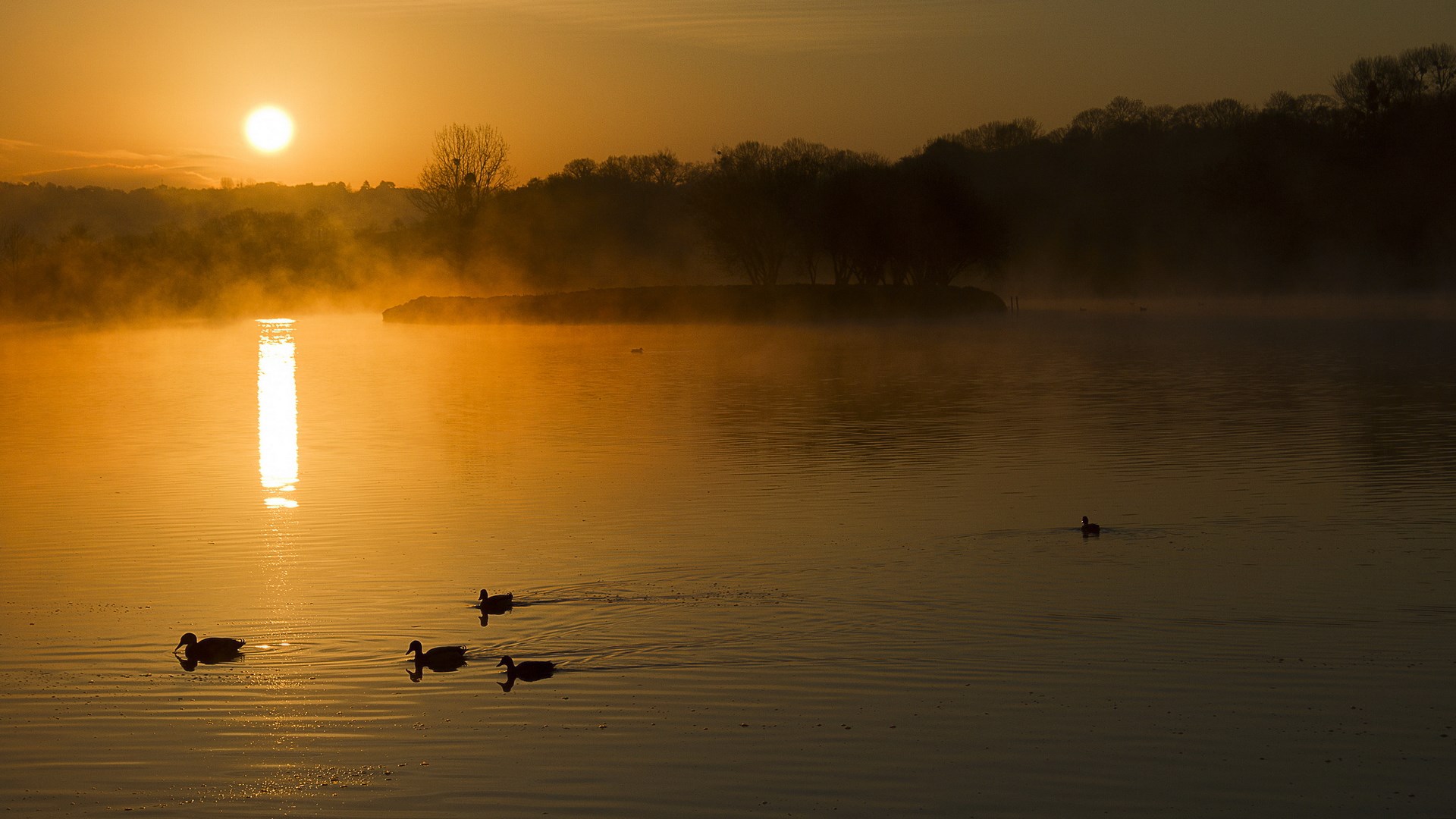Ducks swimming in a misty lake at sunrise HD Wallpaper