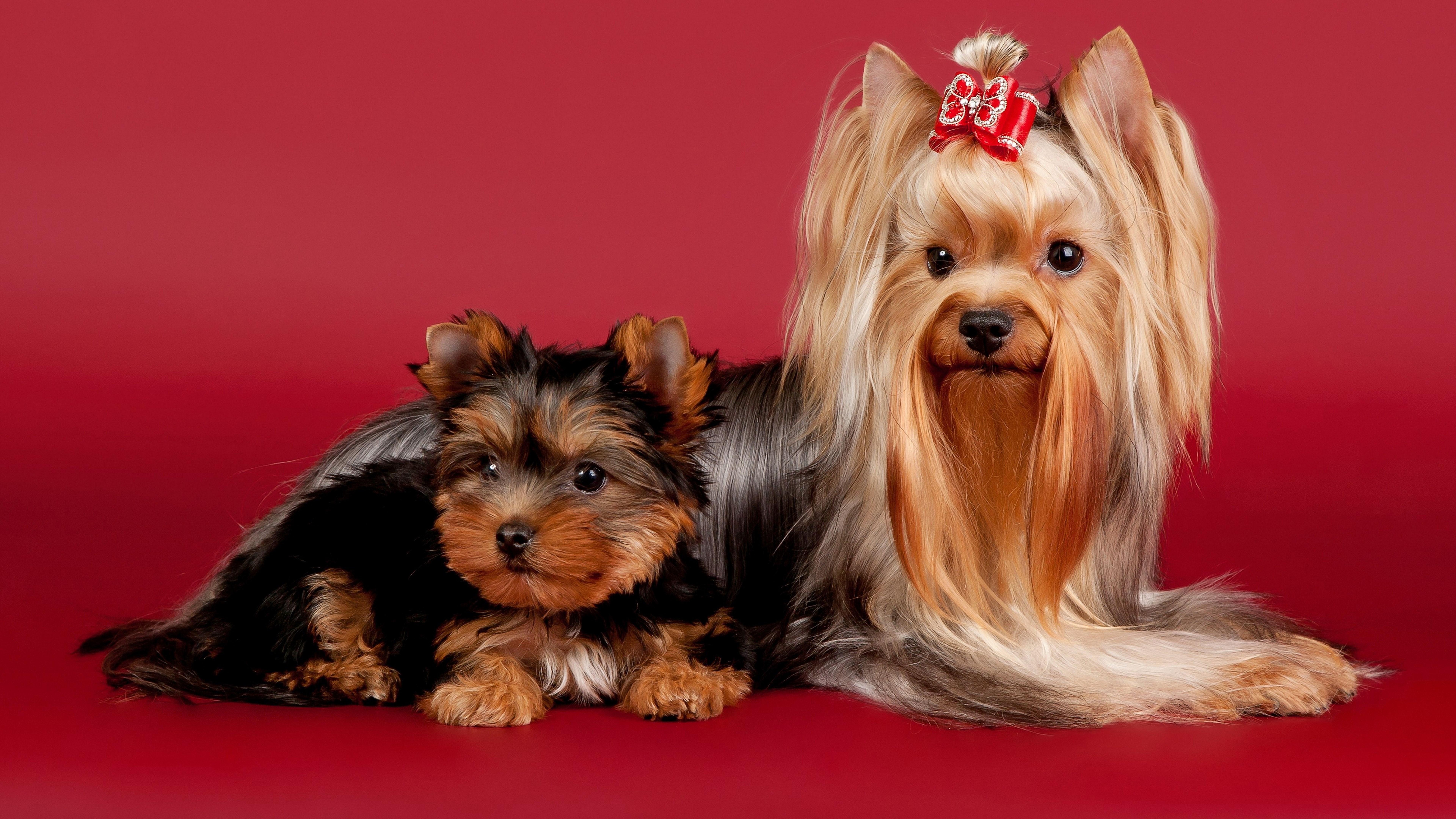 Two Yorkshire Terriers on a red background HD Wallpaper