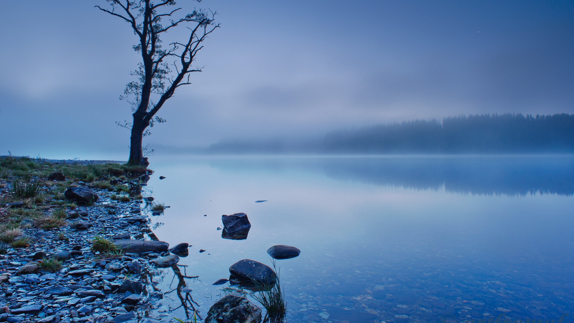 Misty lake with a lone tree on the shore HD Wallpaper