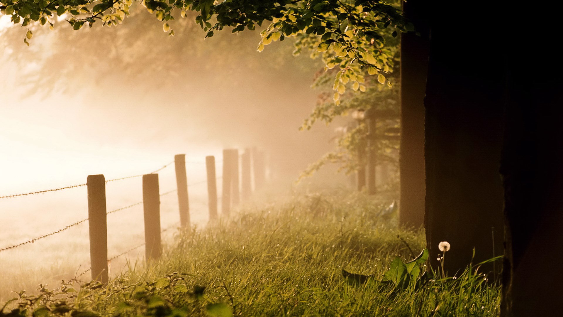 Foggy morning fence line with trees and grass HD Wallpaper