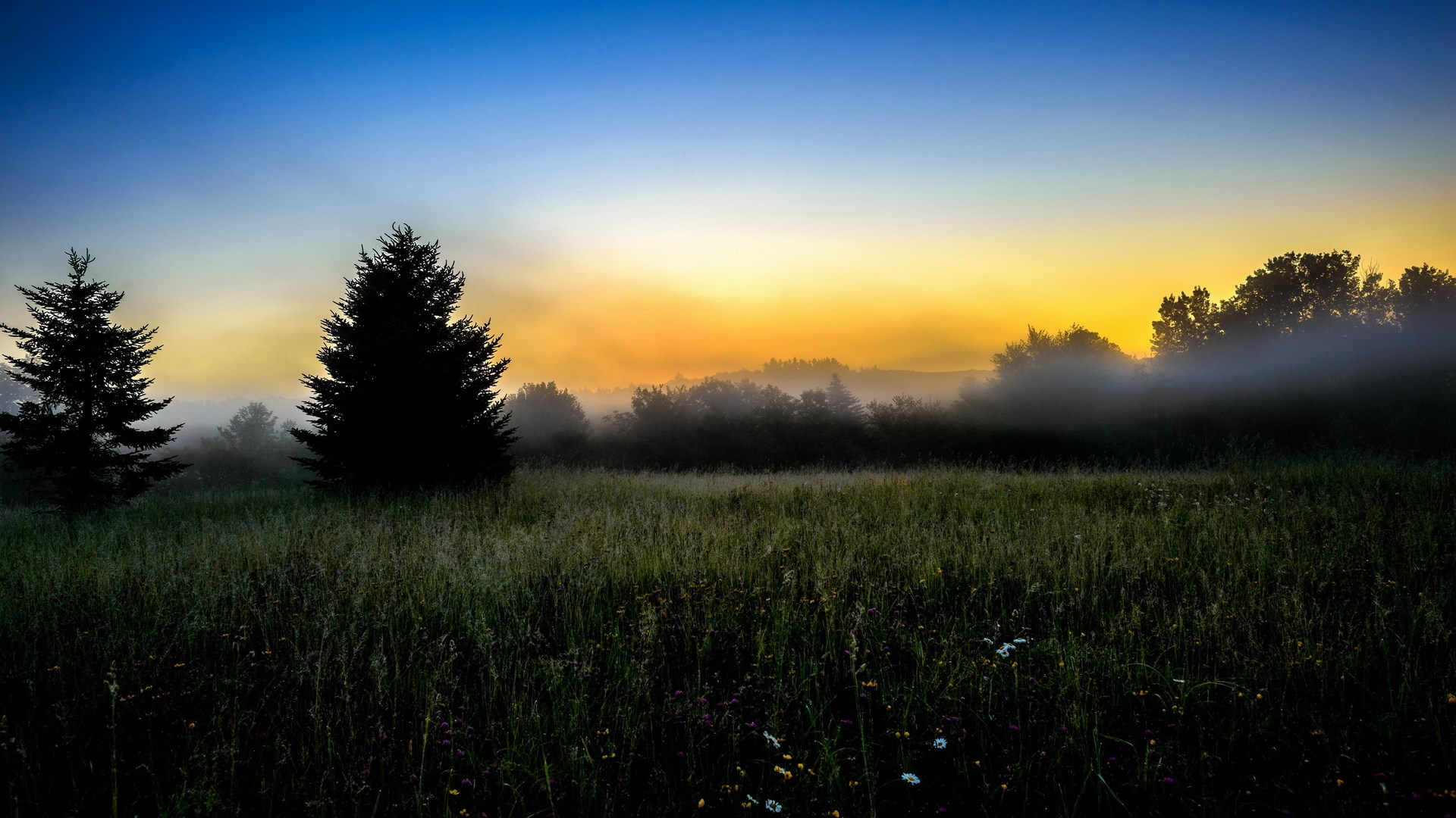 Misty sunrise over a field with trees HD Wallpaper