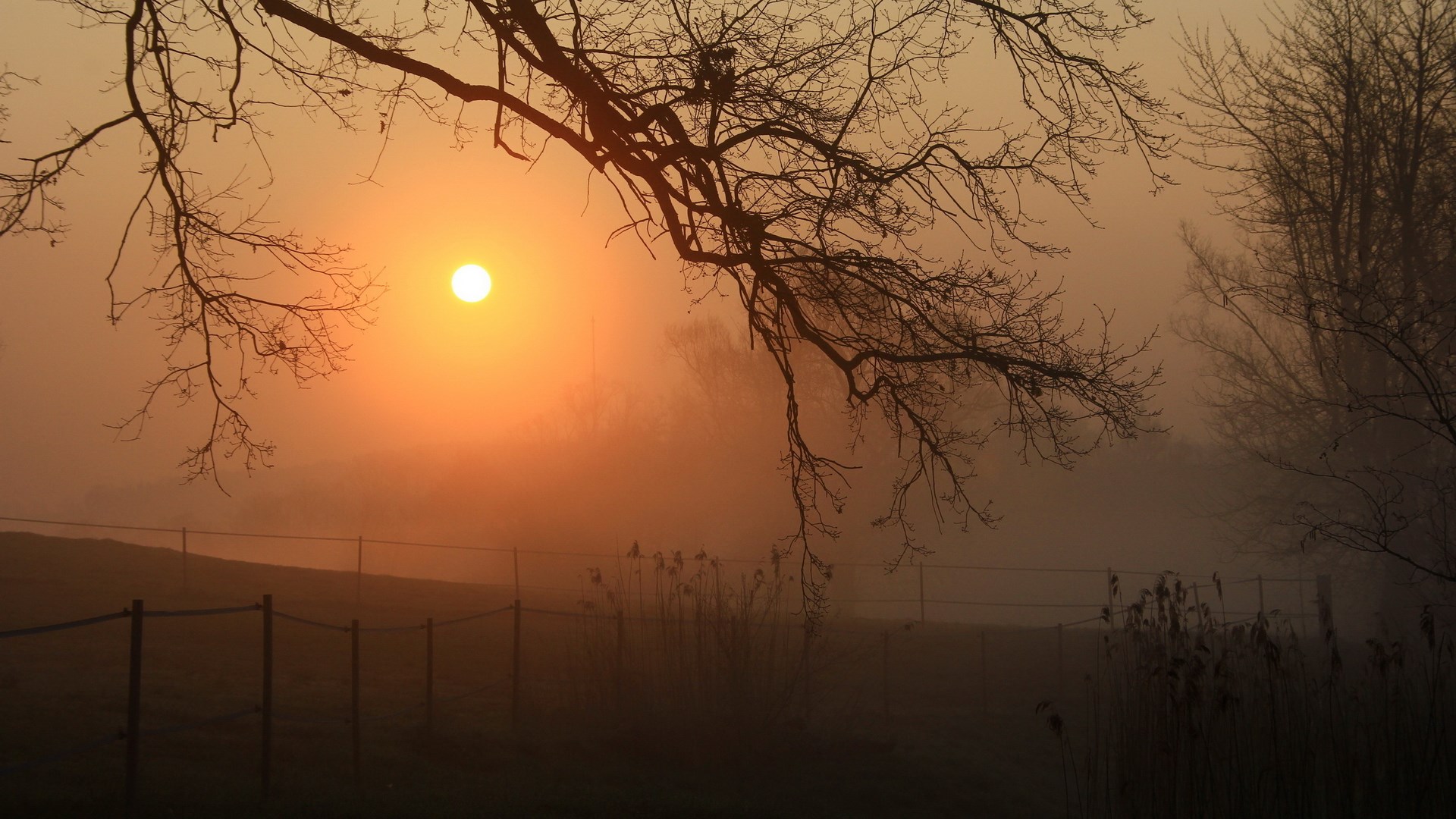 Misty sunrise over a field with bare trees HD Wallpaper