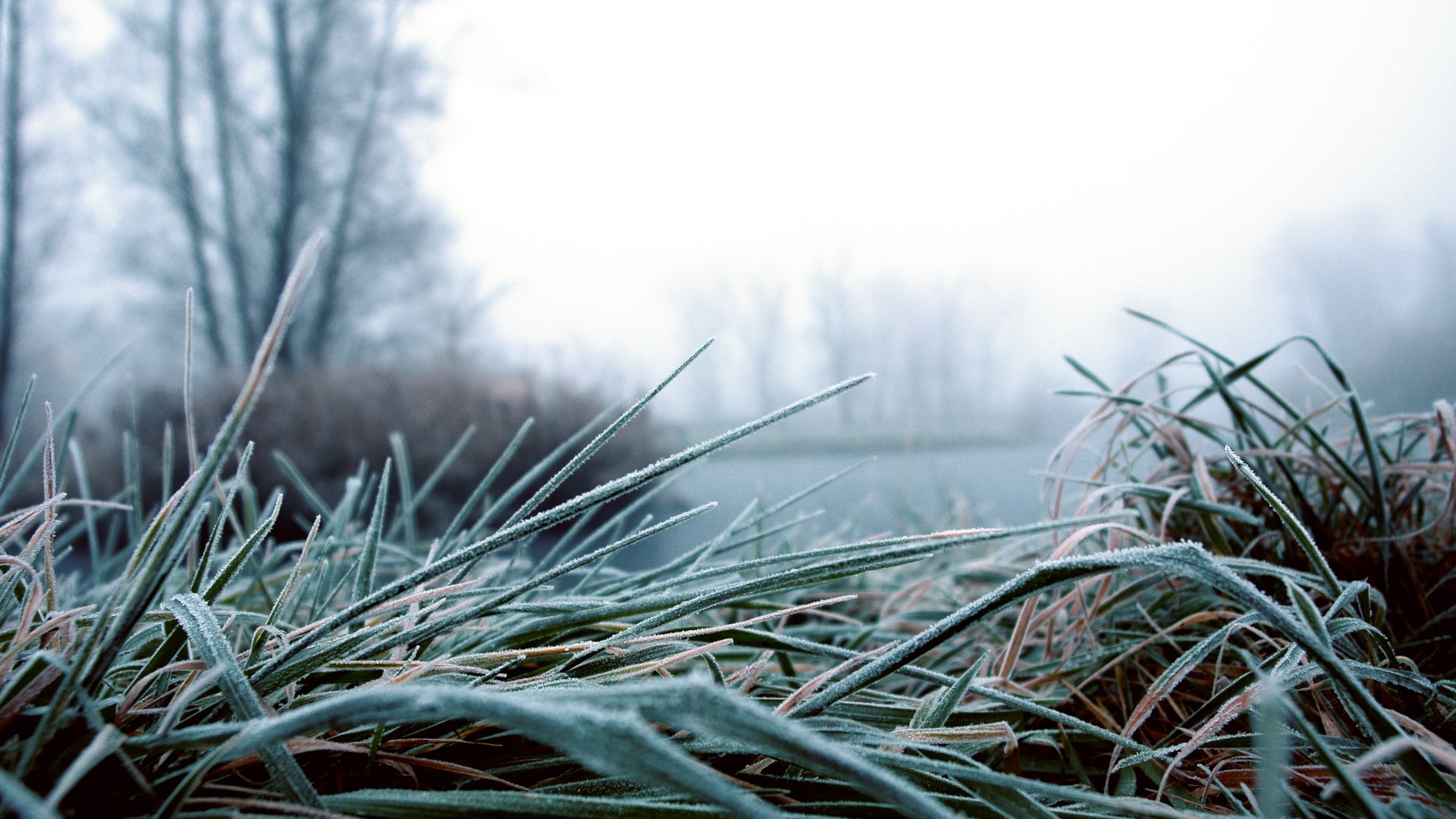 Frosty grass in a misty landscape HD Wallpaper