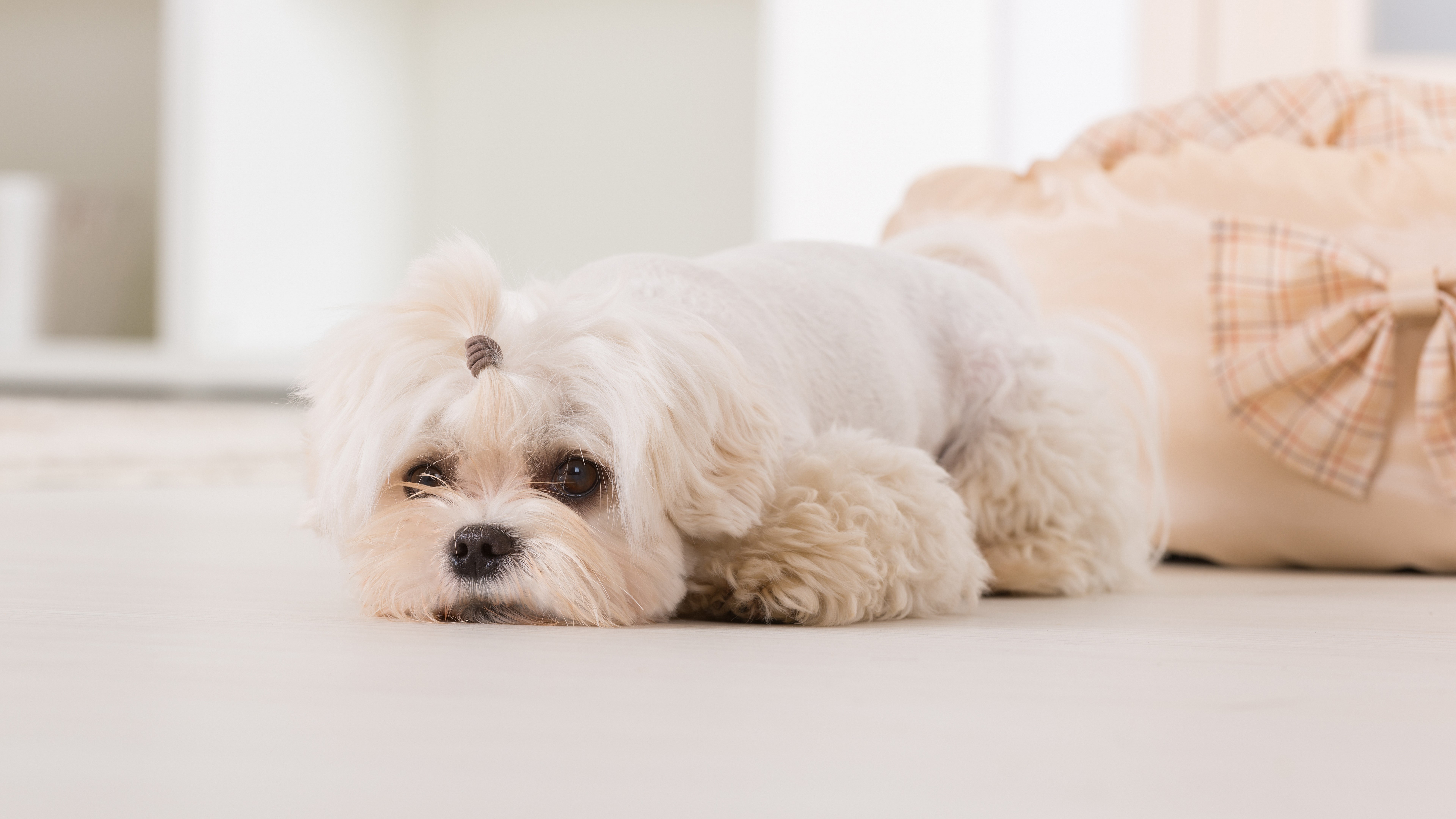 Maltese dog lying on the floor HD Wallpaper