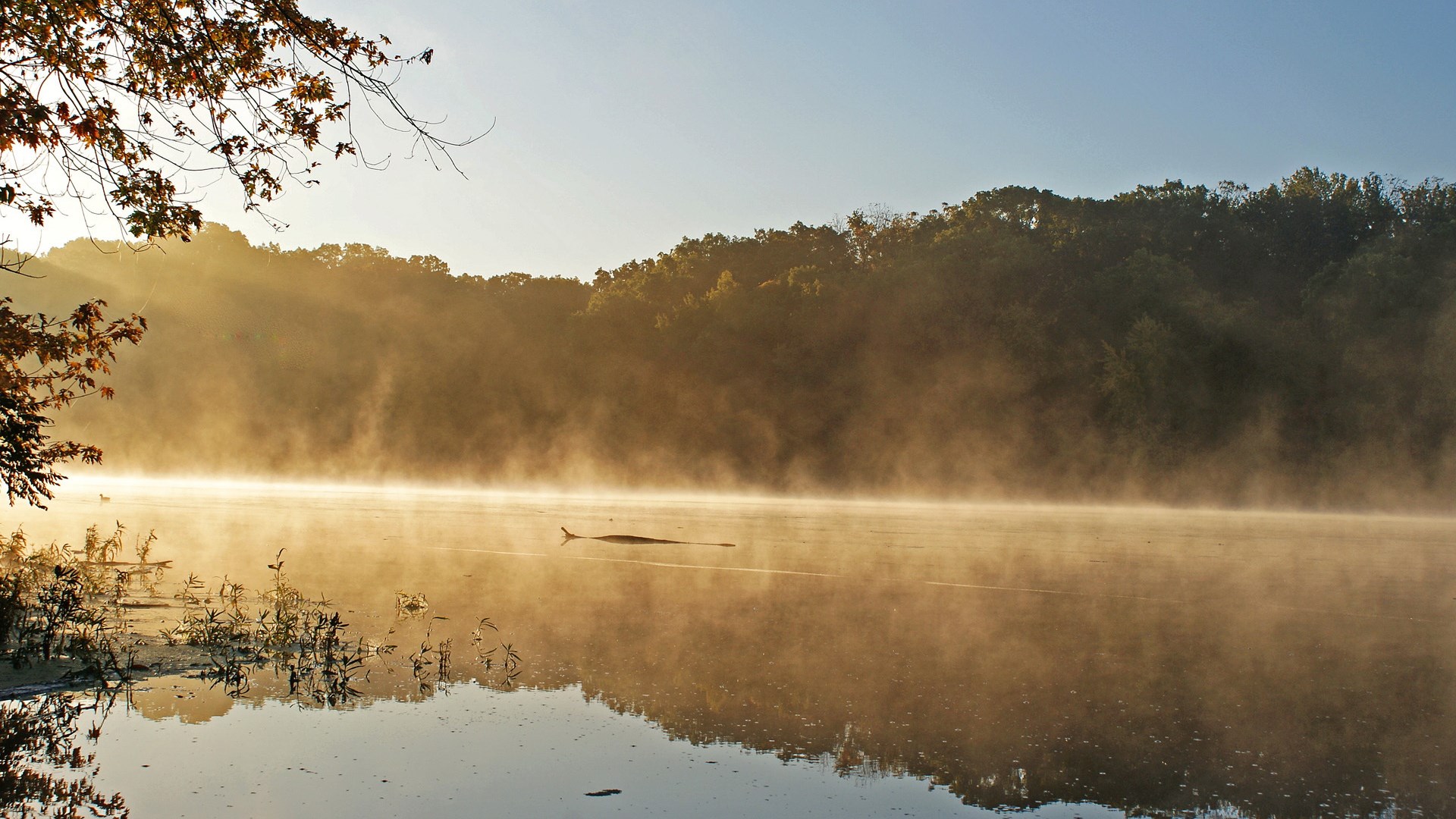 Misty lake at sunrise with trees and branches HD Wallpaper