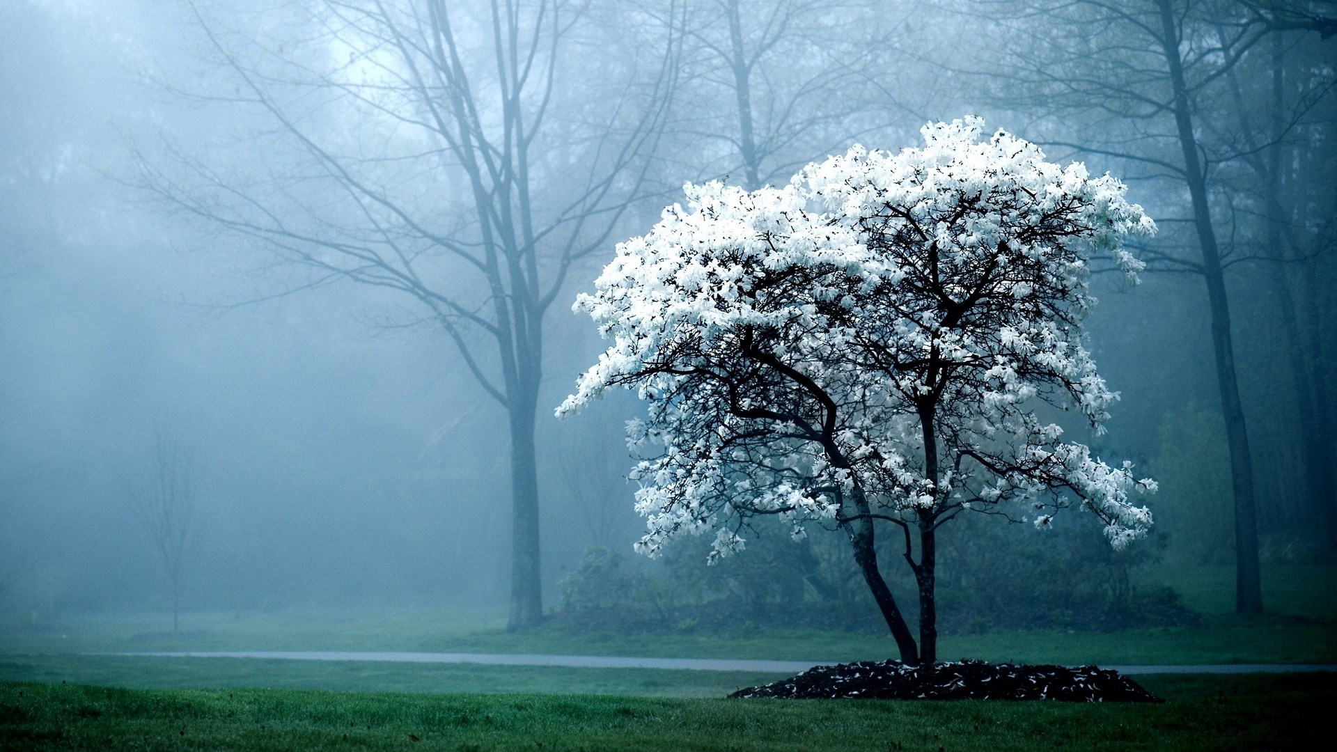 Tree with white blossoms in foggy forest HD Wallpaper
