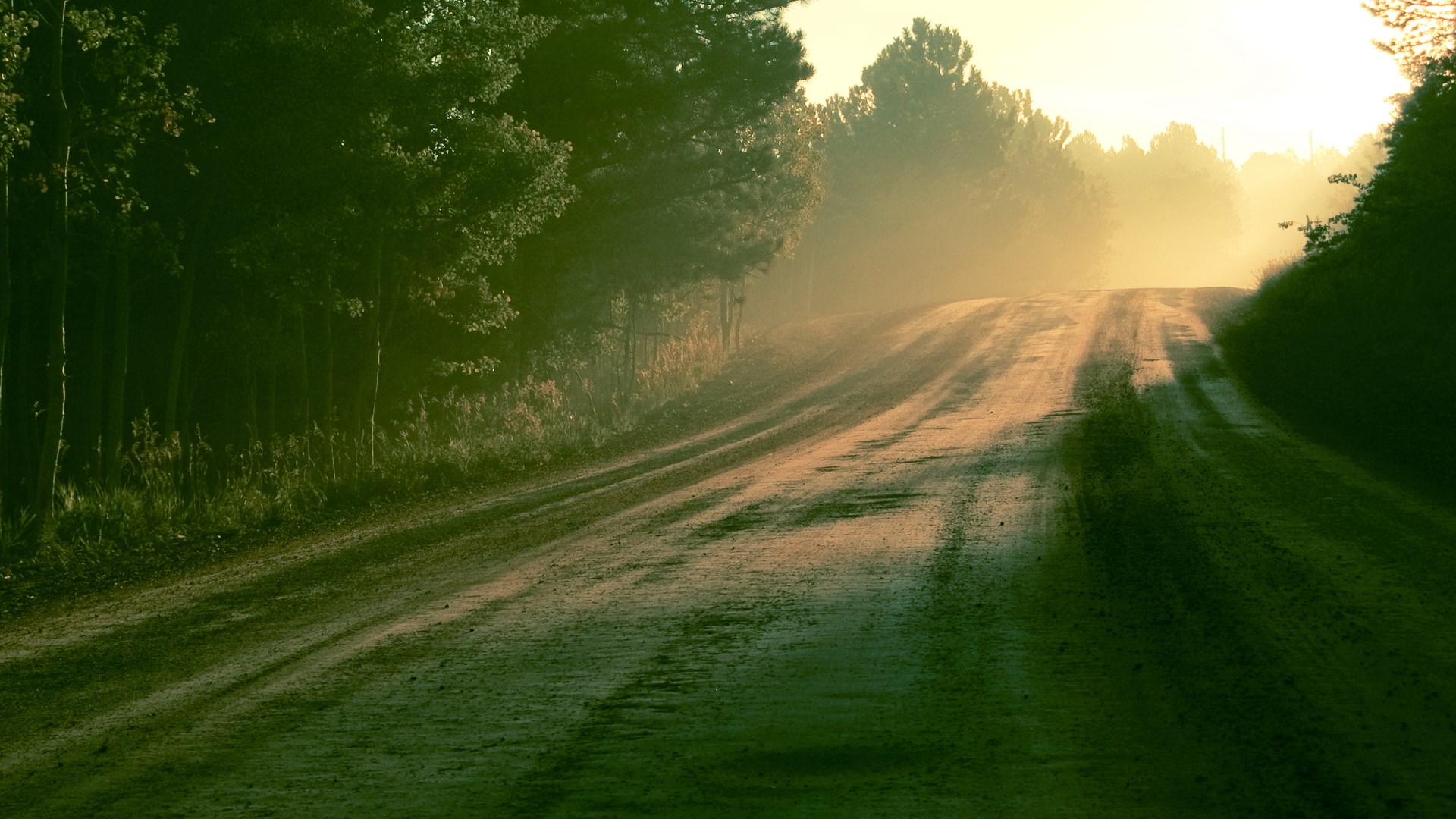 Dirt road through a misty forest at sunrise HD Wallpaper