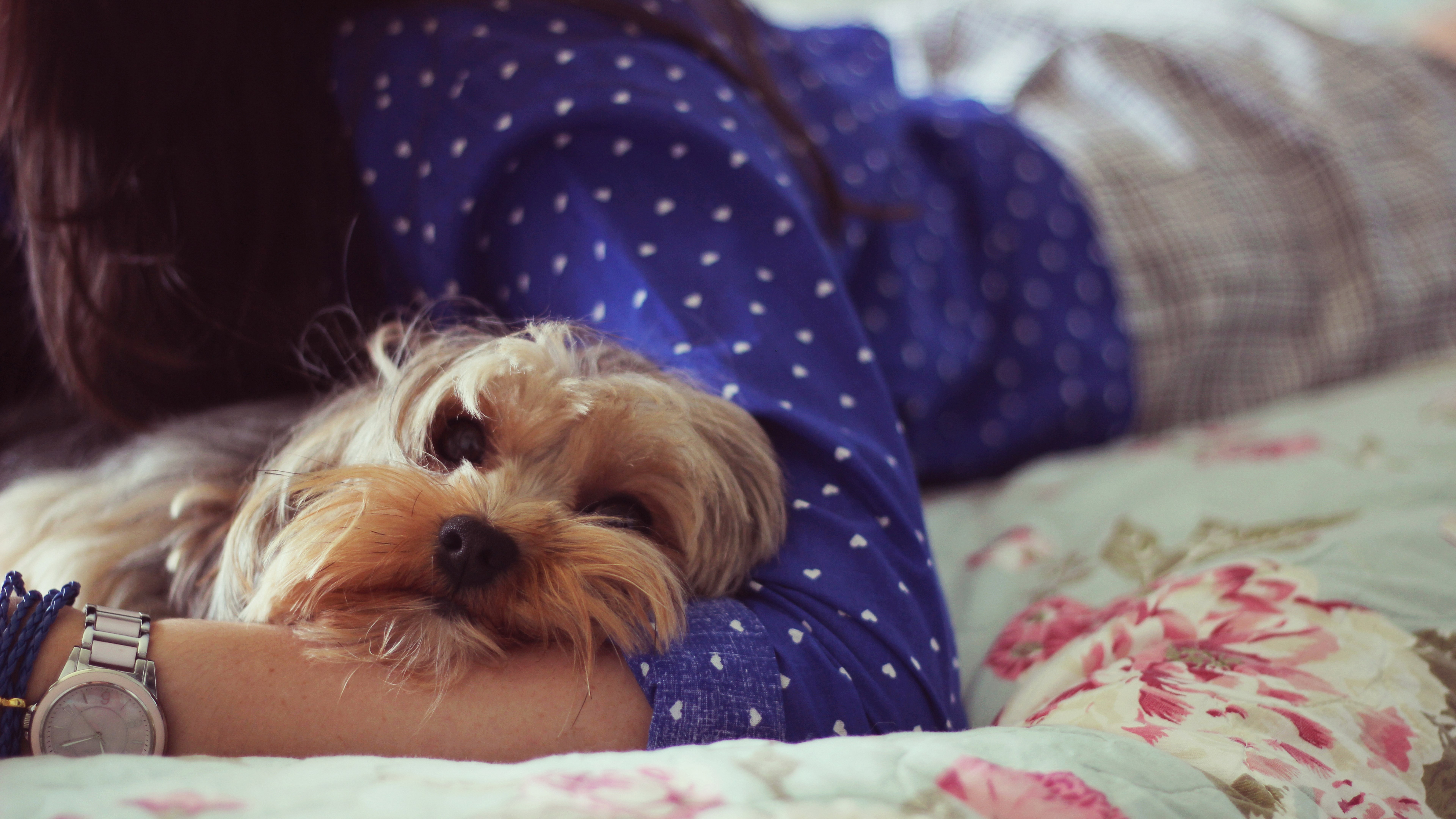 Yorkshire Terrier resting on a person's arm HD Wallpaper
