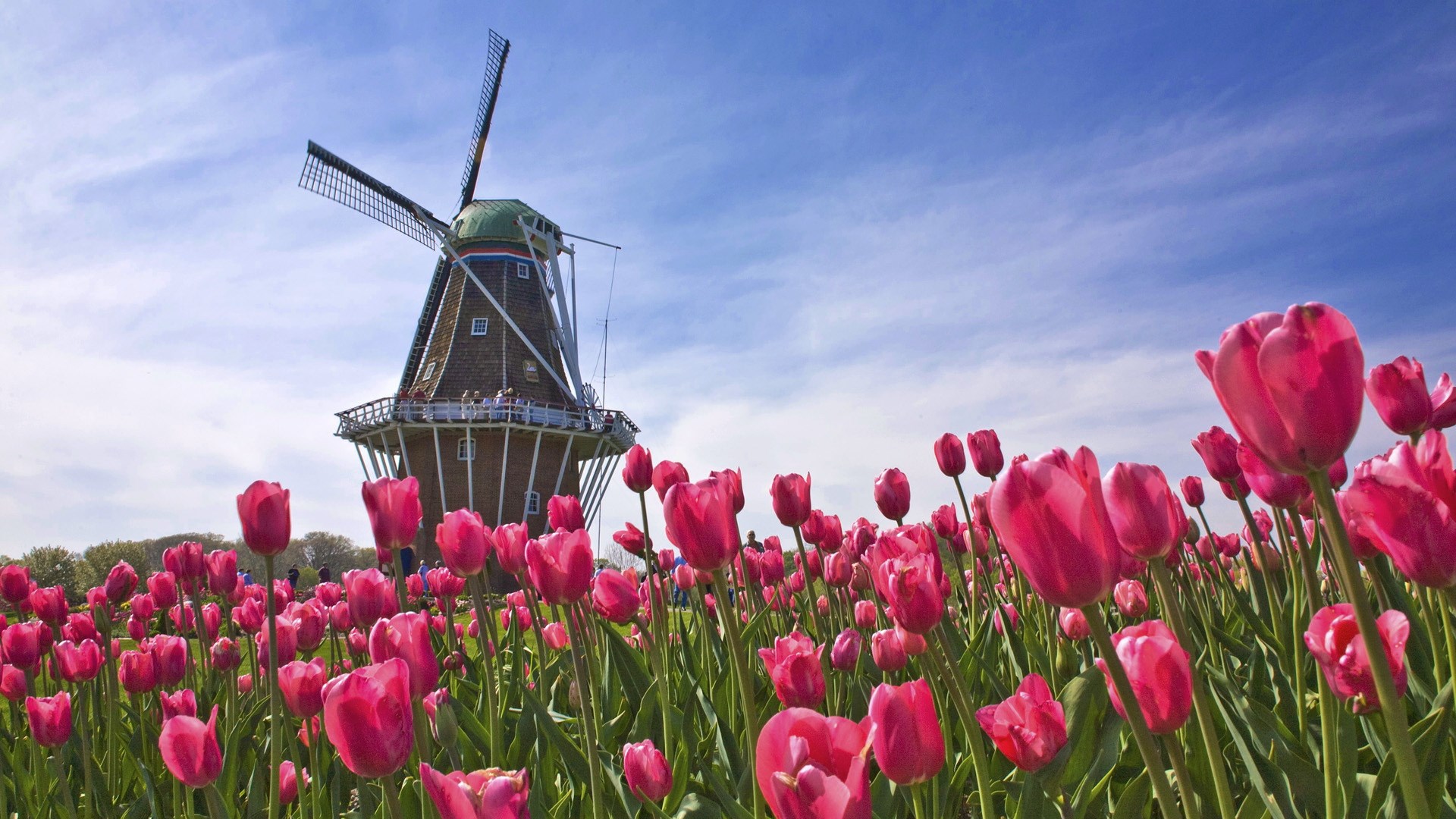 Tulip field with a windmill under a blue sky HD Wallpaper