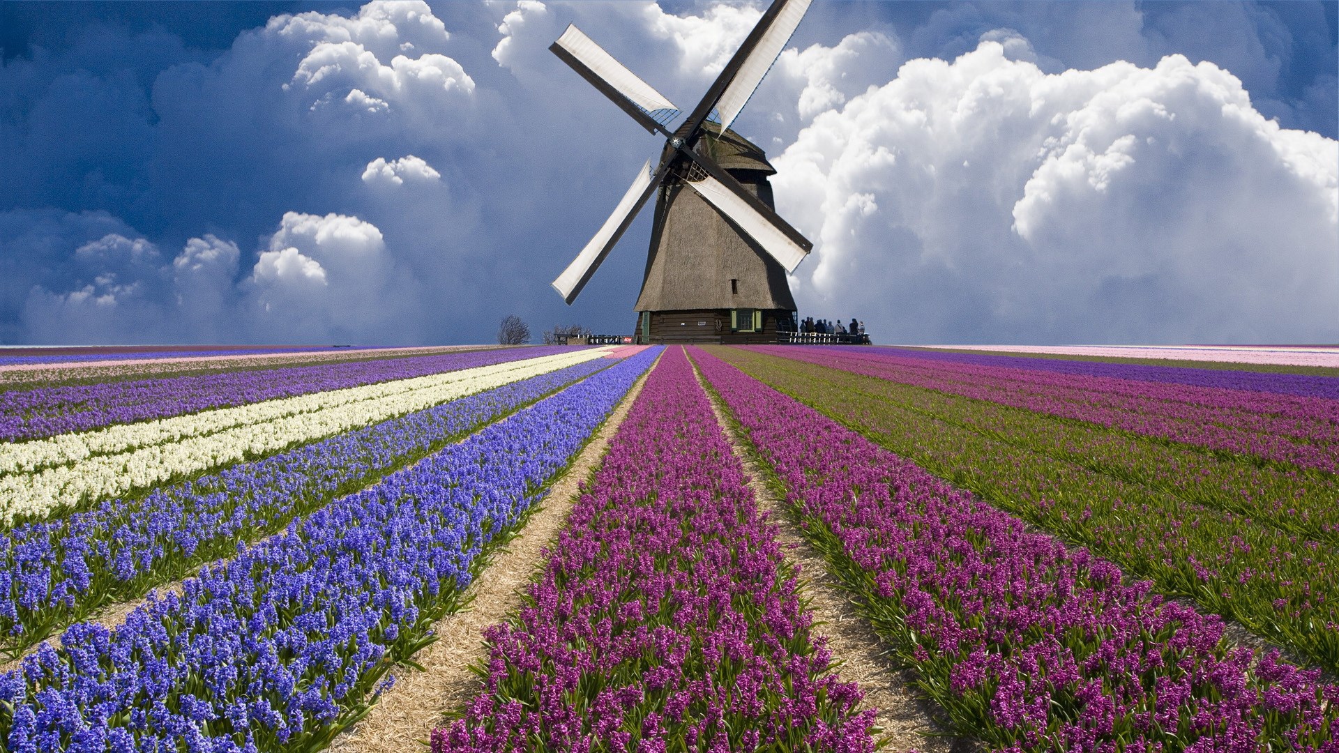 Windmill in a field of colorful flowers HD Wallpaper