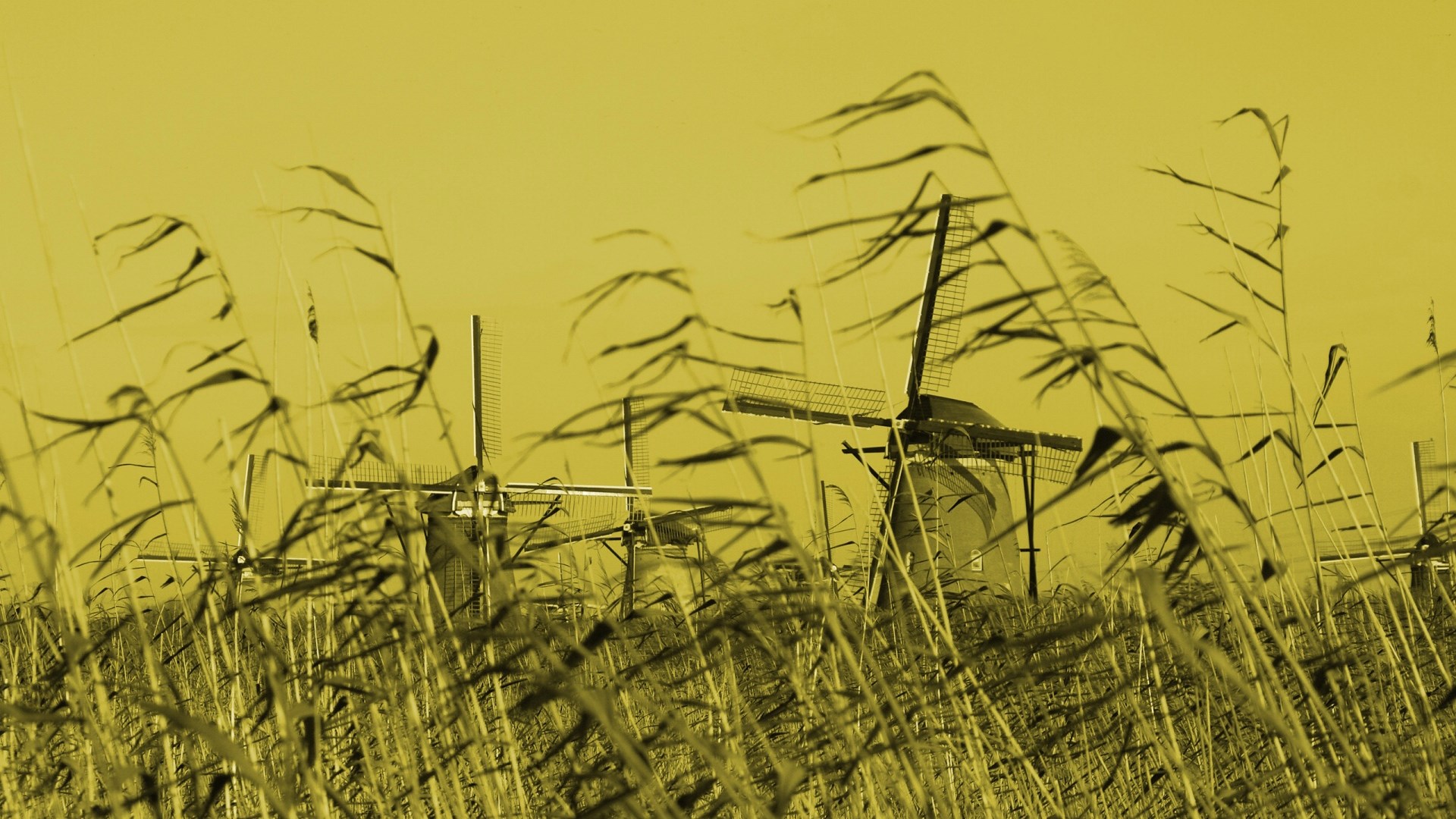 Windmills in a field of tall grass HD Wallpaper