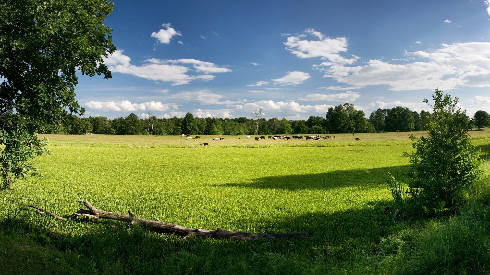 Cows grazing in a green field under a blue sky HD Wallpaper