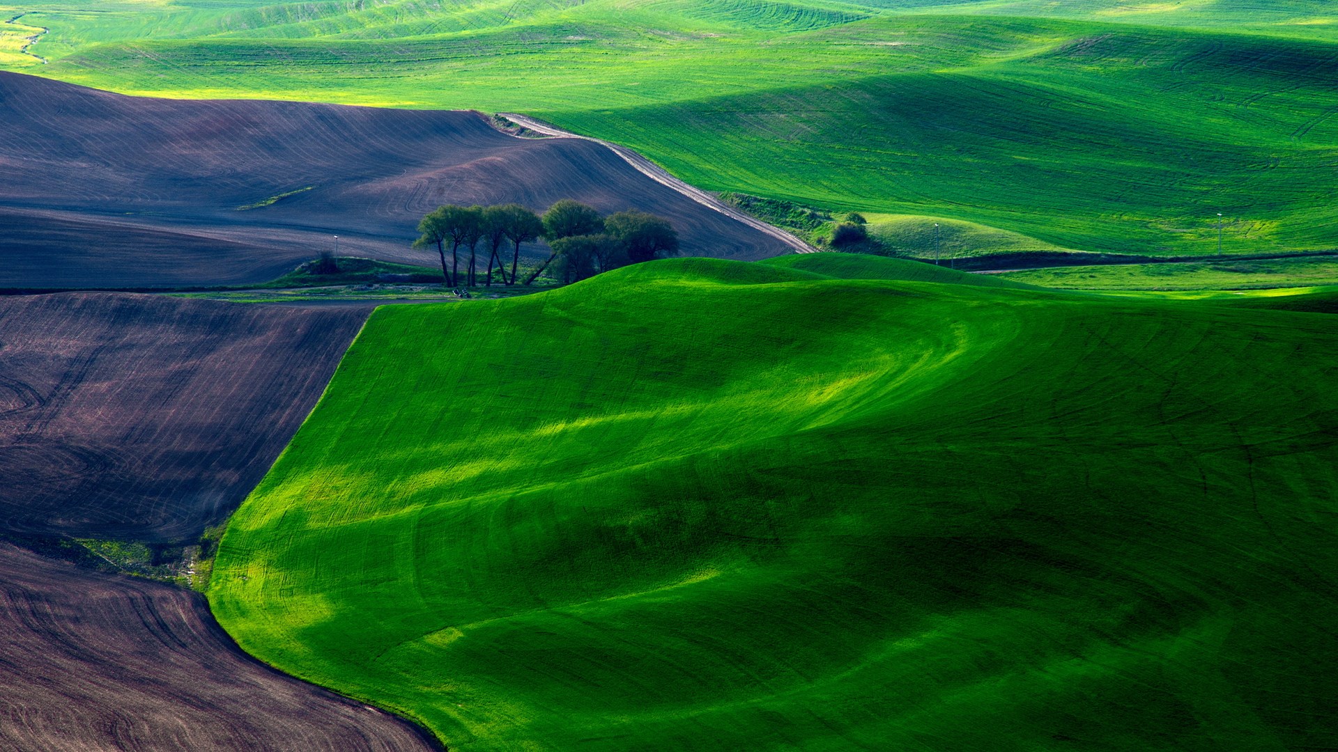Rolling green and brown hills with trees HD Wallpaper