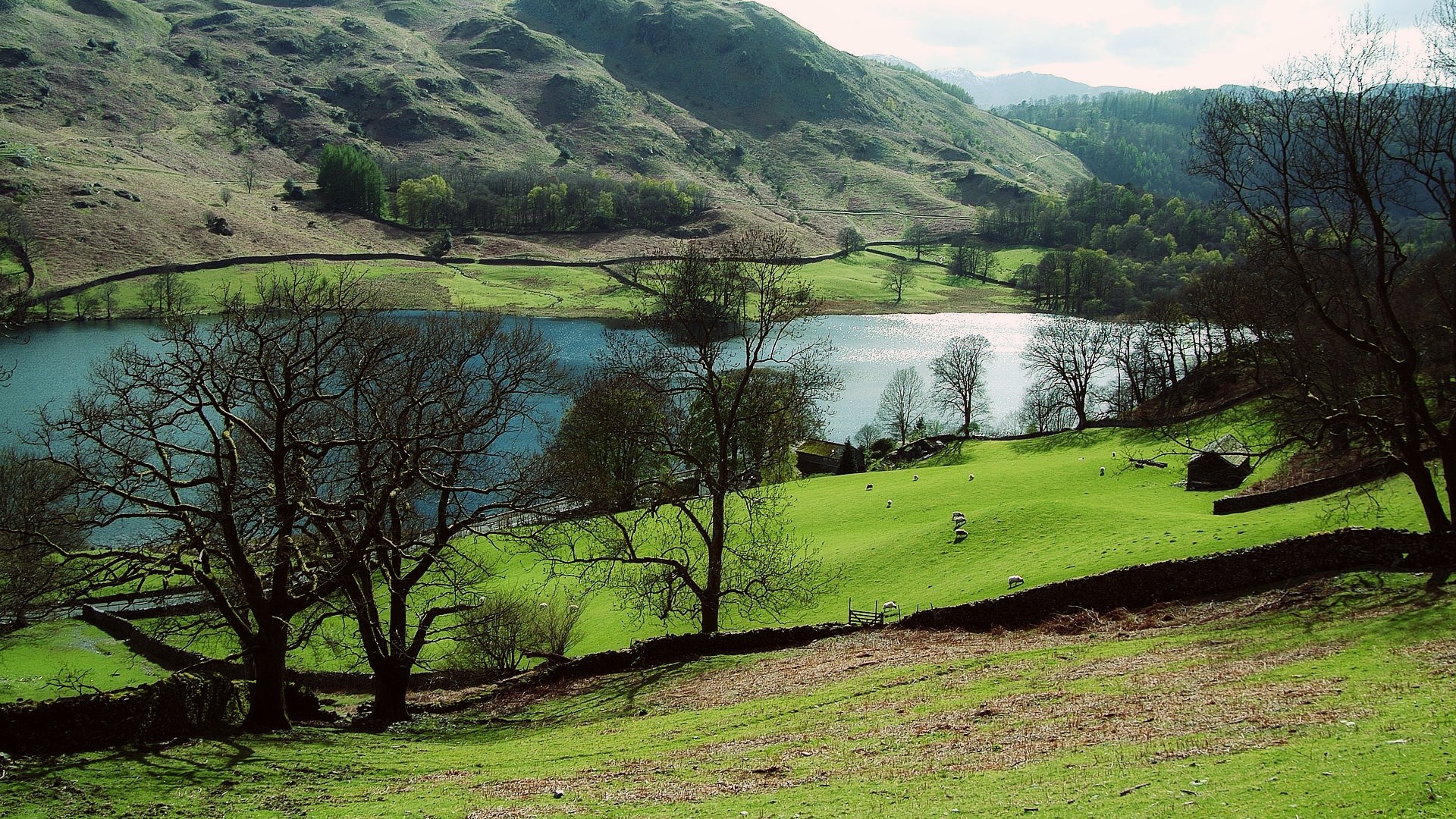 Sheep grazing on a green hillside by a lake HD Wallpaper