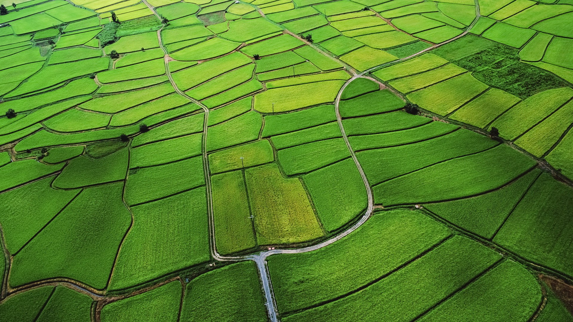 Aerial view of green agricultural fields HD Wallpaper