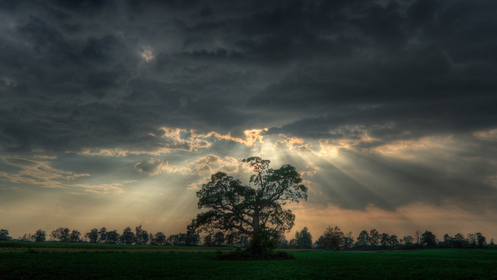 Tree in a field with sunbeams through clouds HD Wallpaper