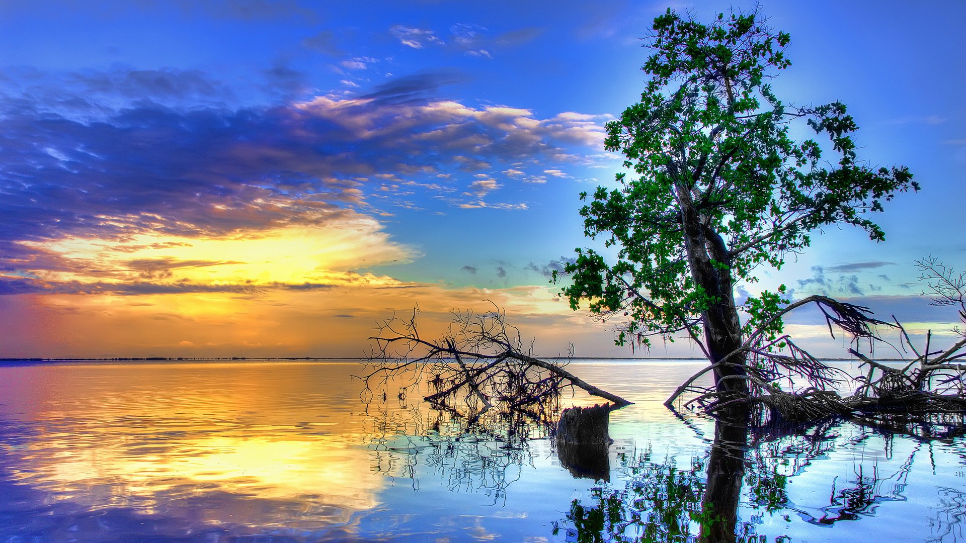 Tree and fallen branches in water at sunset HD Wallpaper