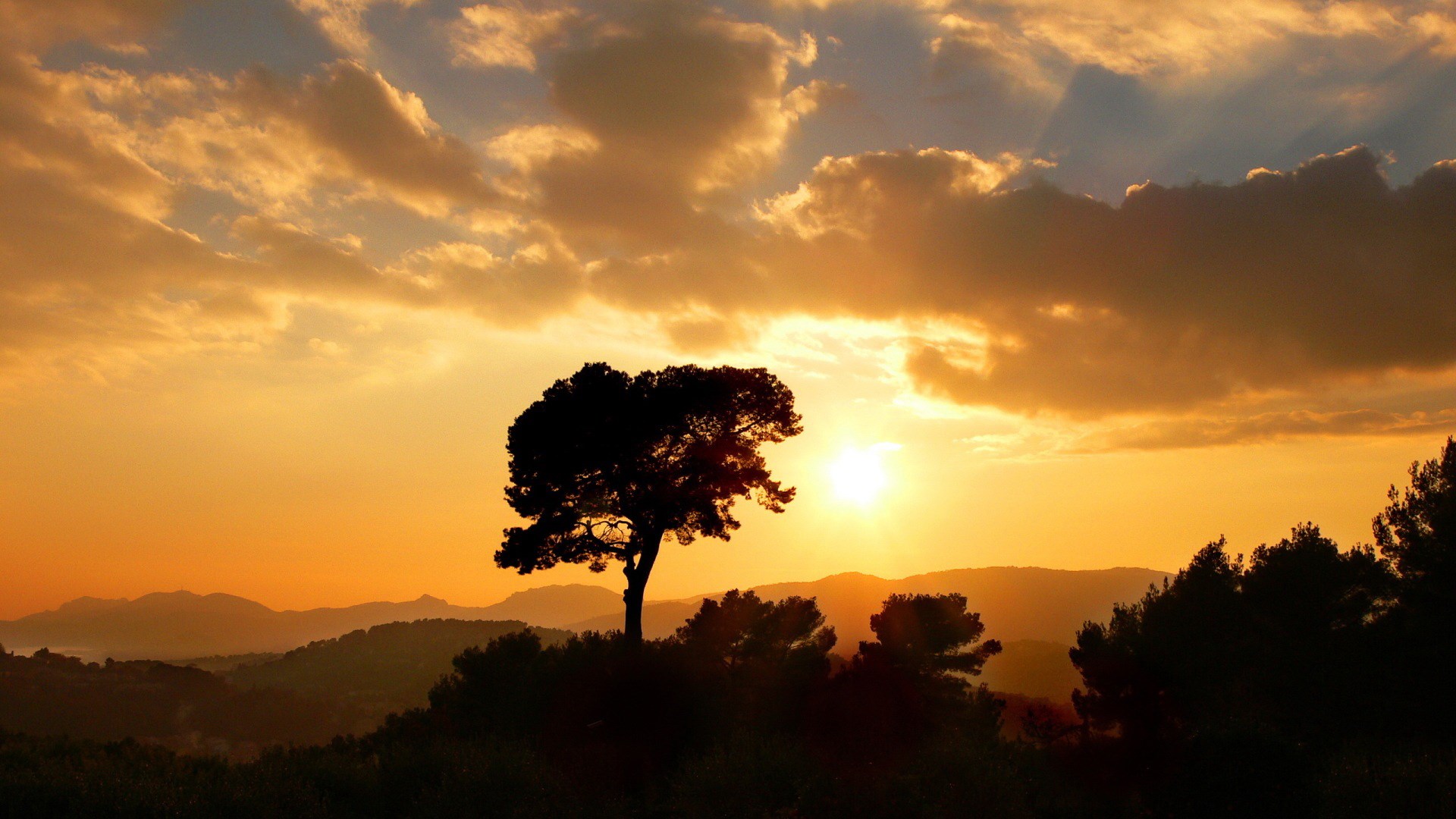 Silhouette of a tree against a sunset sky HD Wallpaper