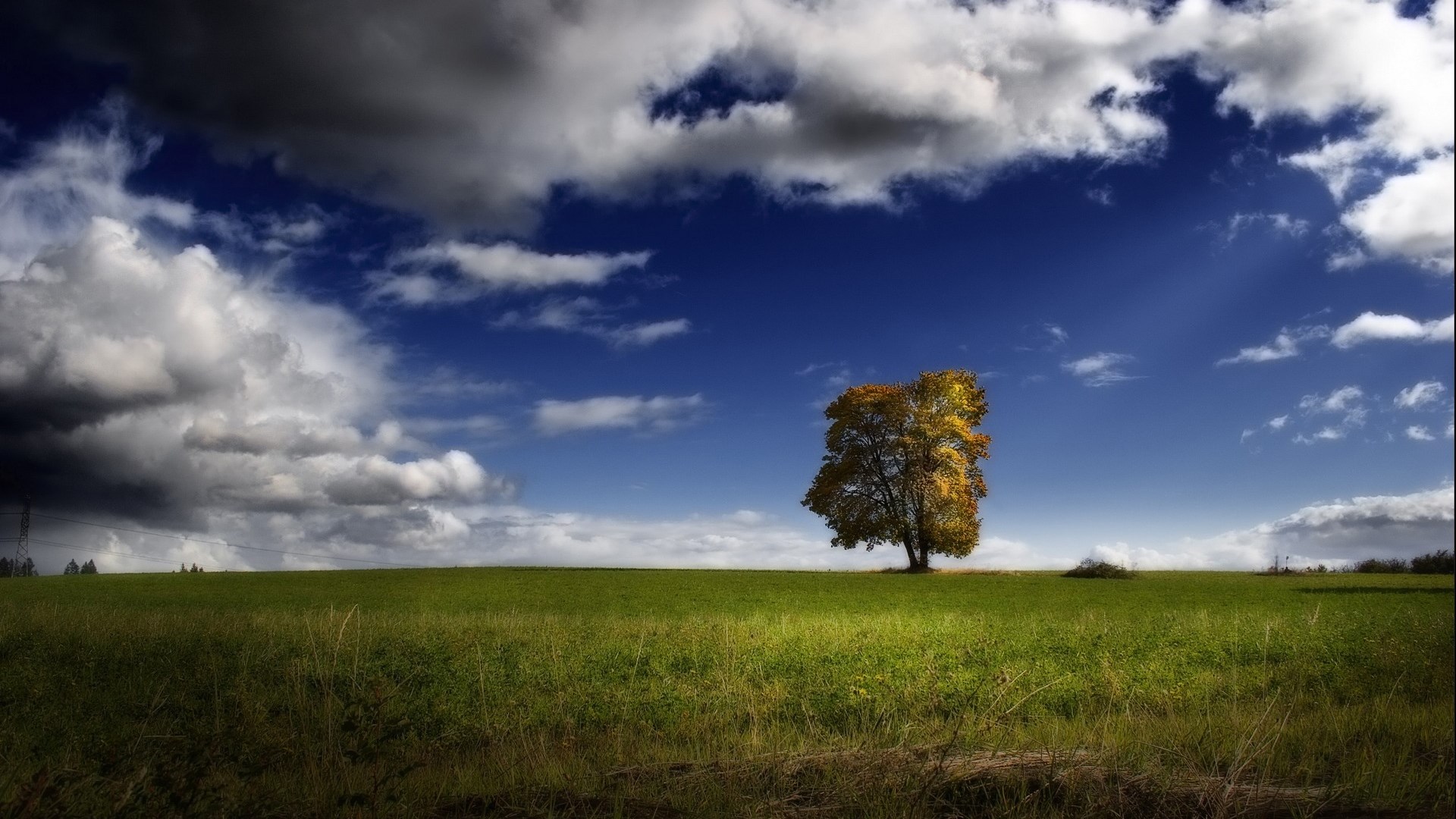 Lone tree in a green field under a dramatic sky HD Wallpaper